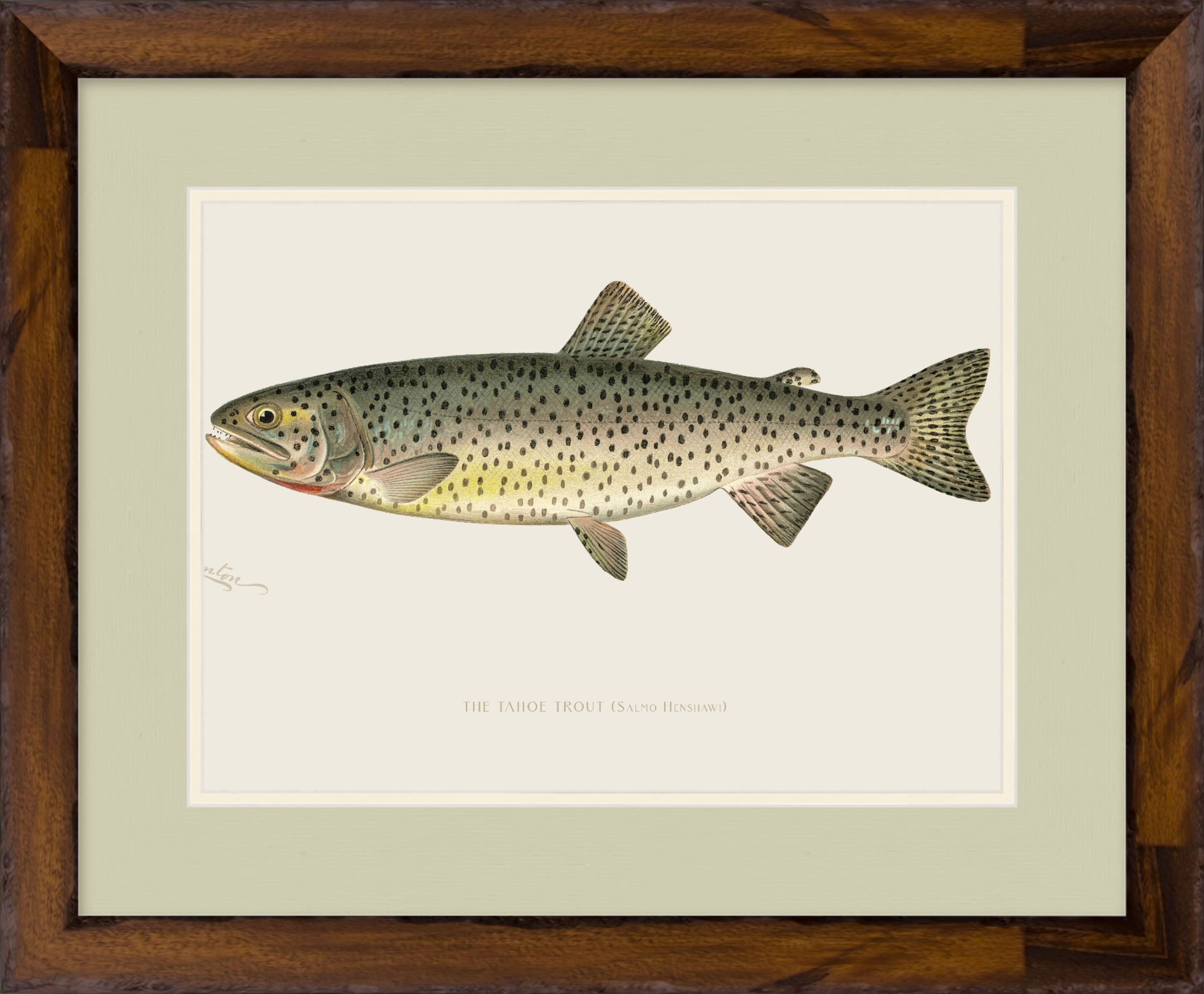 Freshwater Fish Illustrations - Tahoe Trout