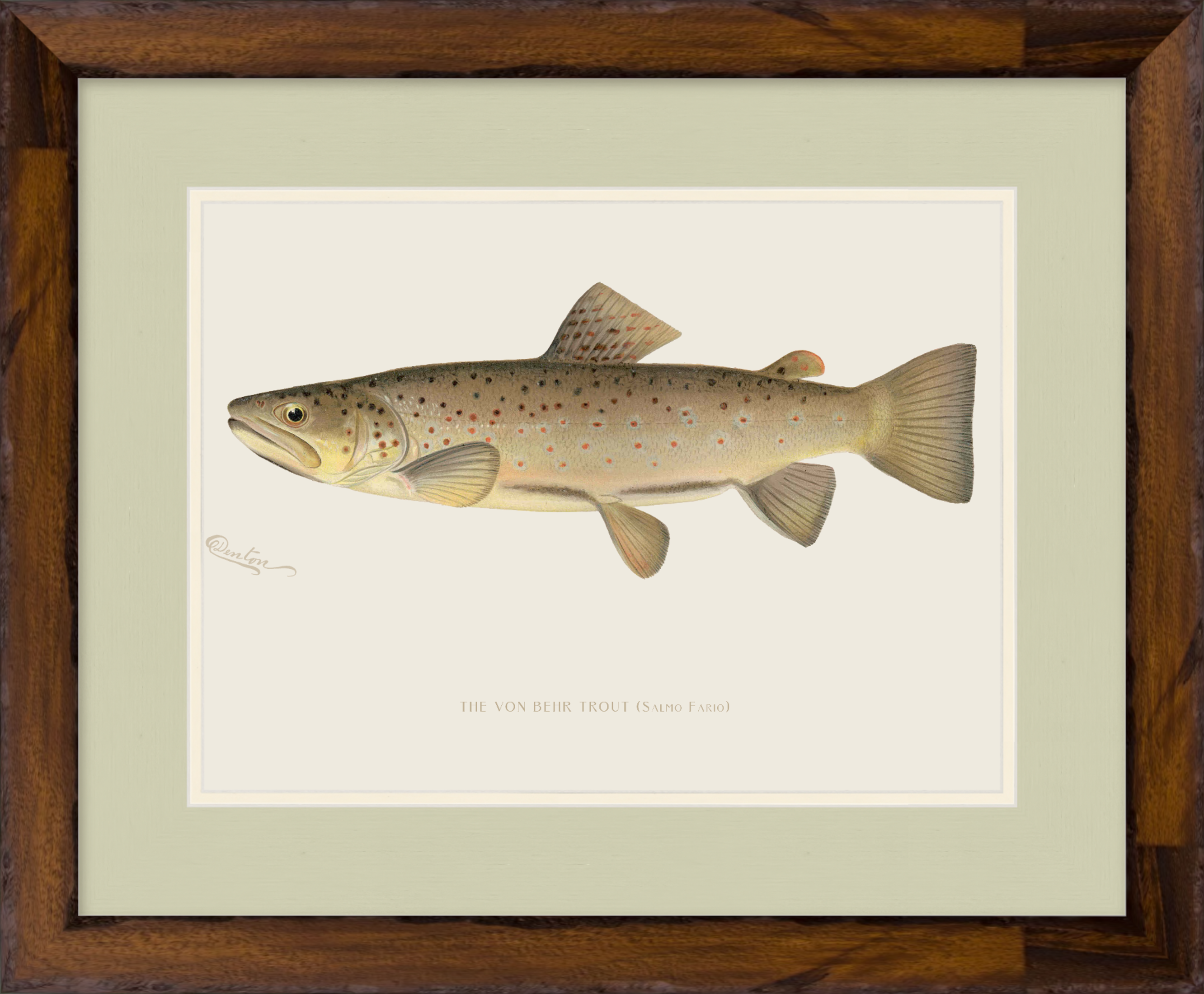 Freshwater Fish Illustrations - Brown Trout