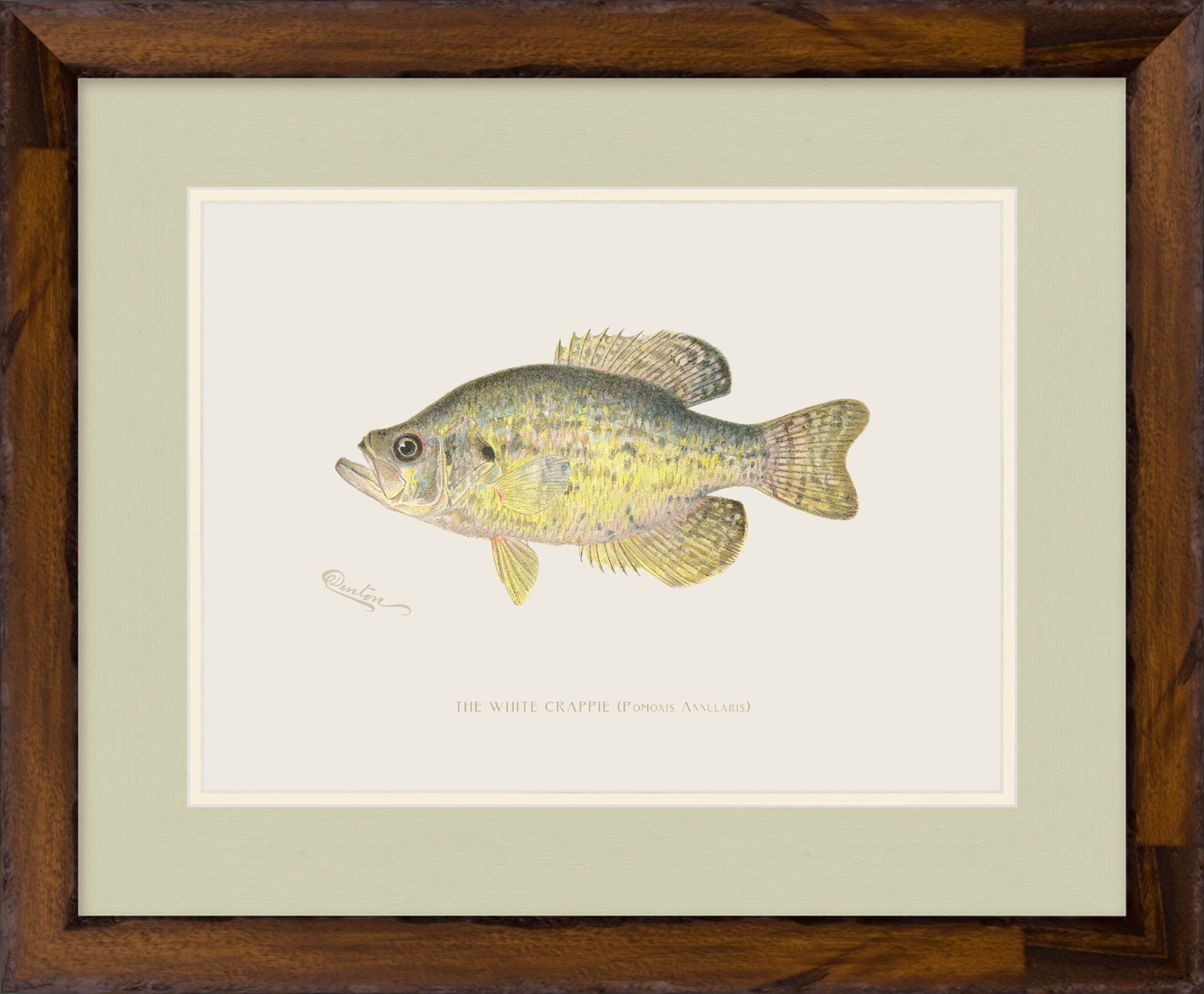 Freshwater Fish Illustrations - White Crappie
