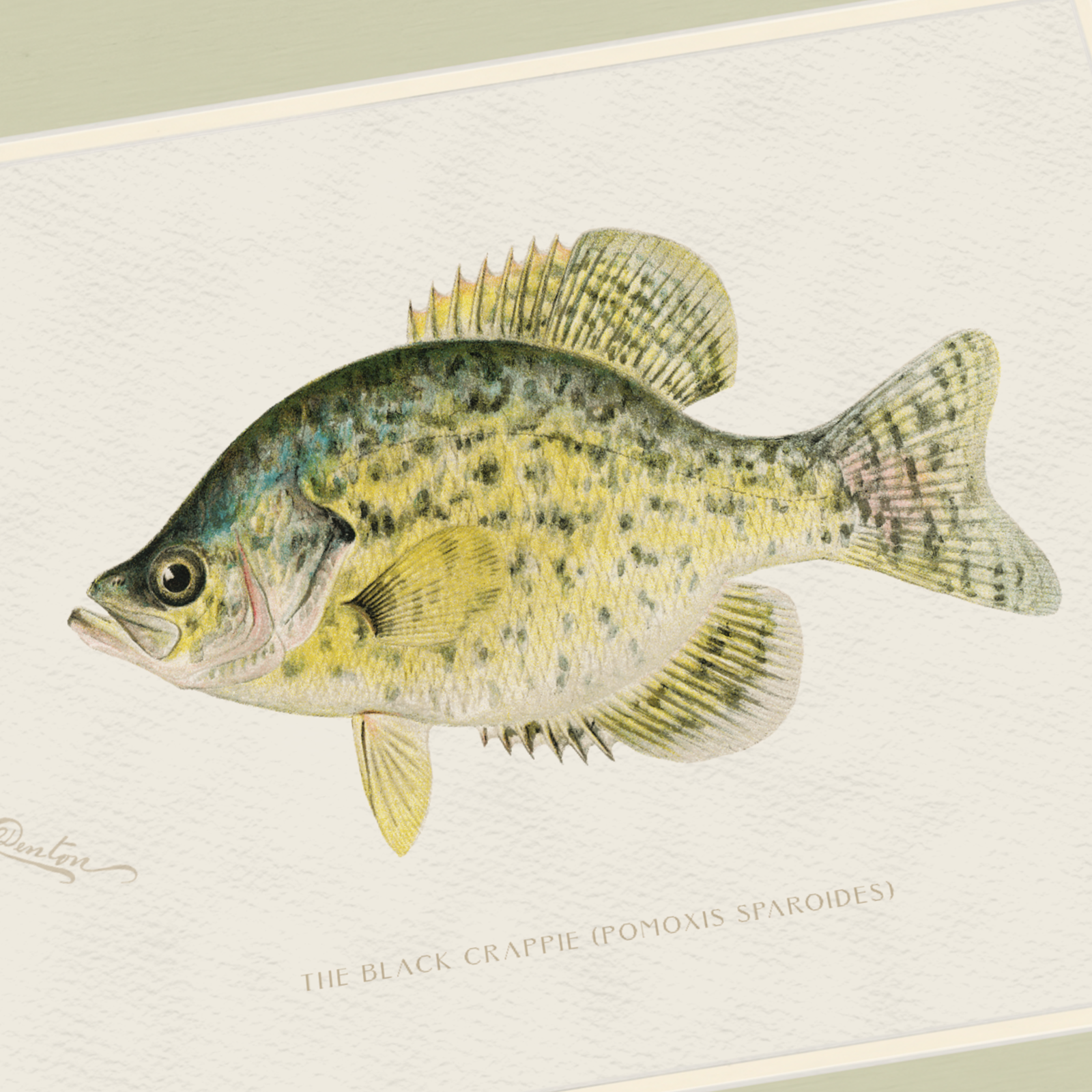 Freshwater Fish Illustrations - Black Crappie