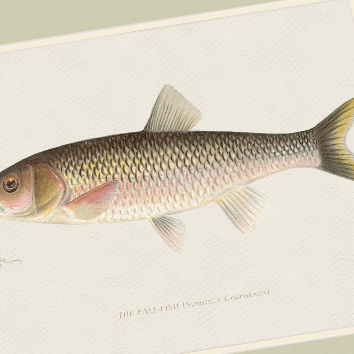 Freshwater Fish Illustrations - Fall Fish