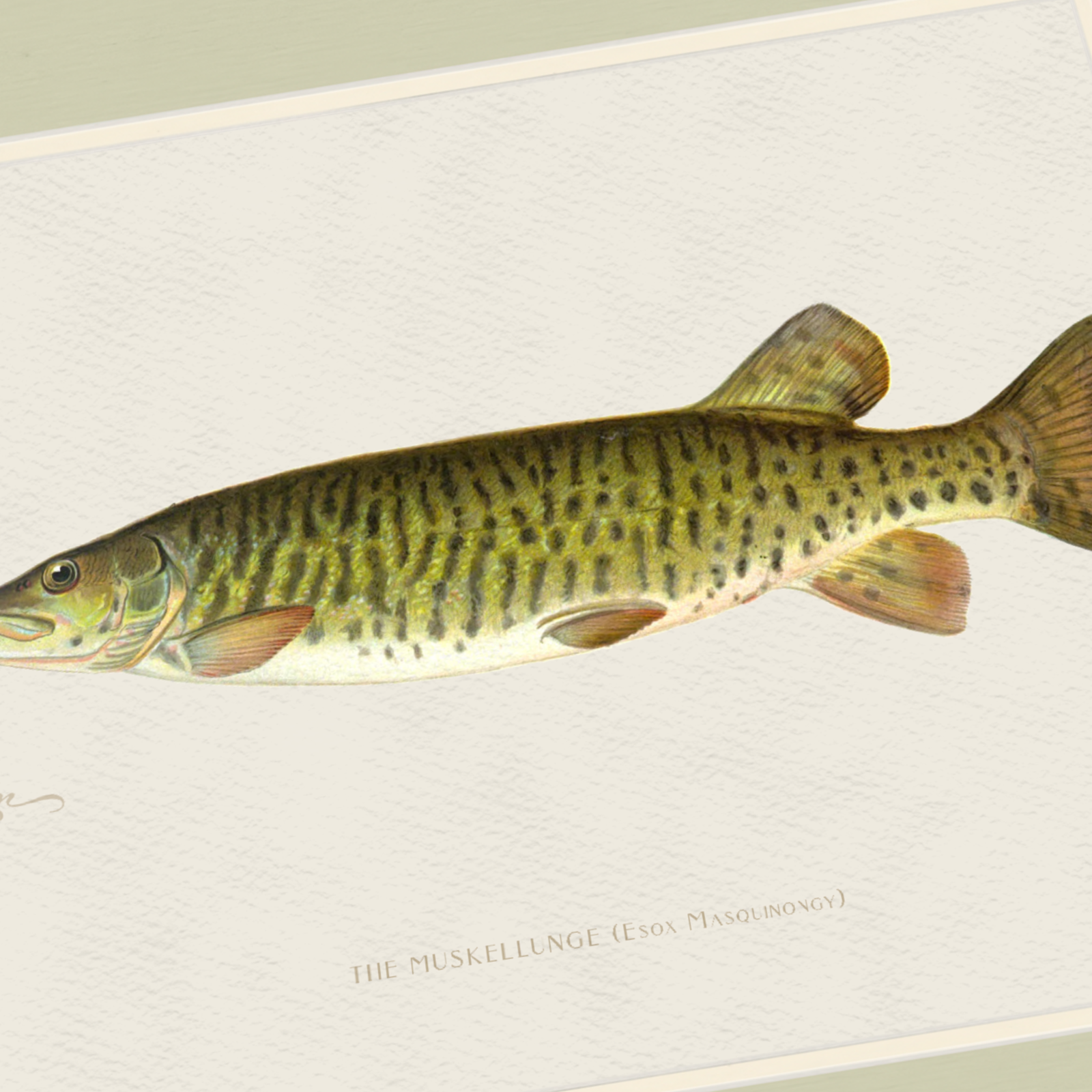 Freshwater Fish Illustrations - Muskellunge