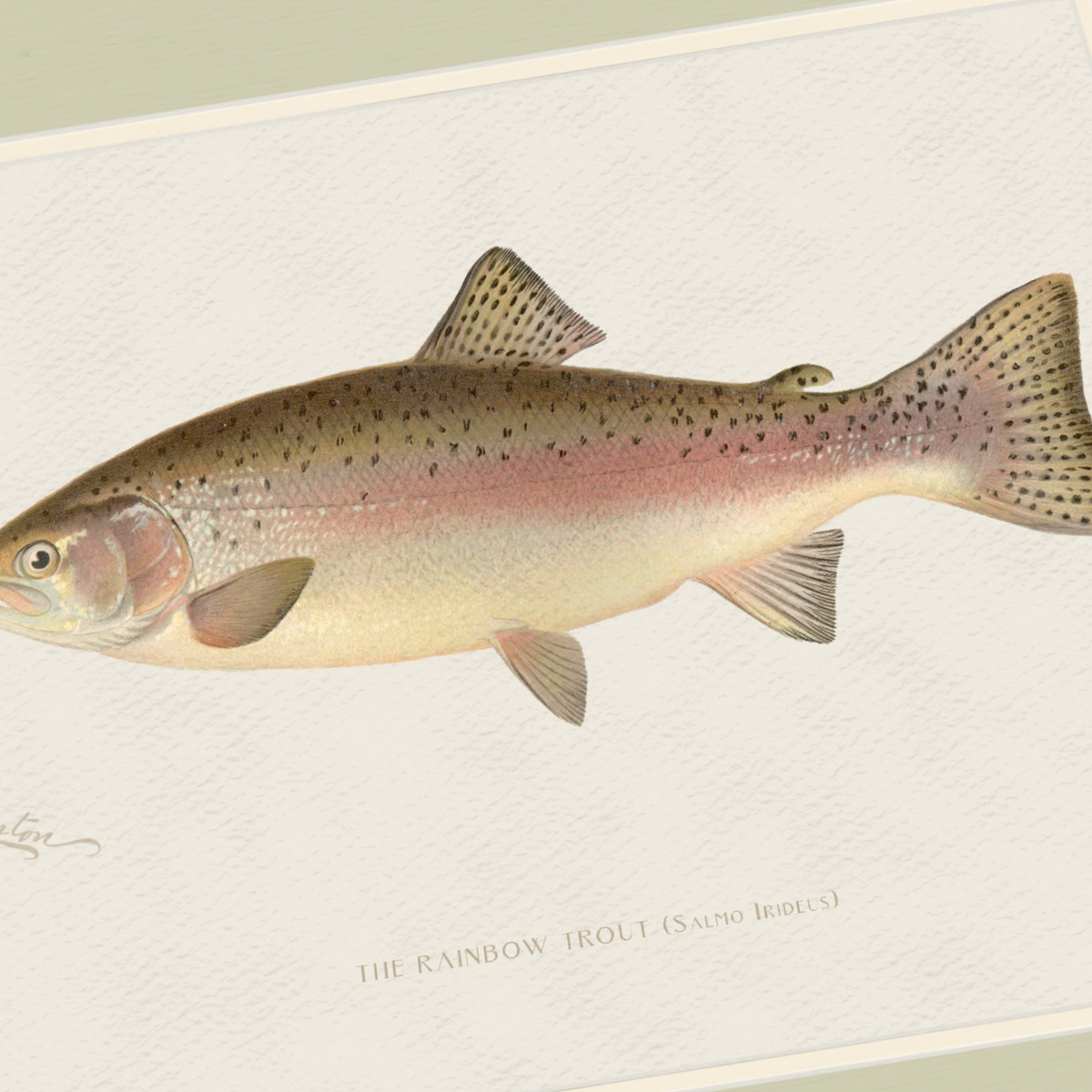 Freshwater Fish Illustrations - Rainbow Trout