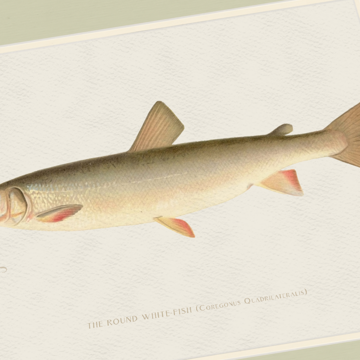 Freshwater Fish Illustrations - Round White Fish