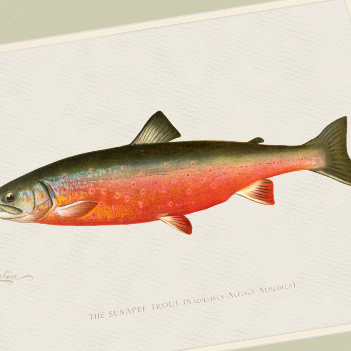 Freshwater Fish Illustrations - Sunapee Trout
