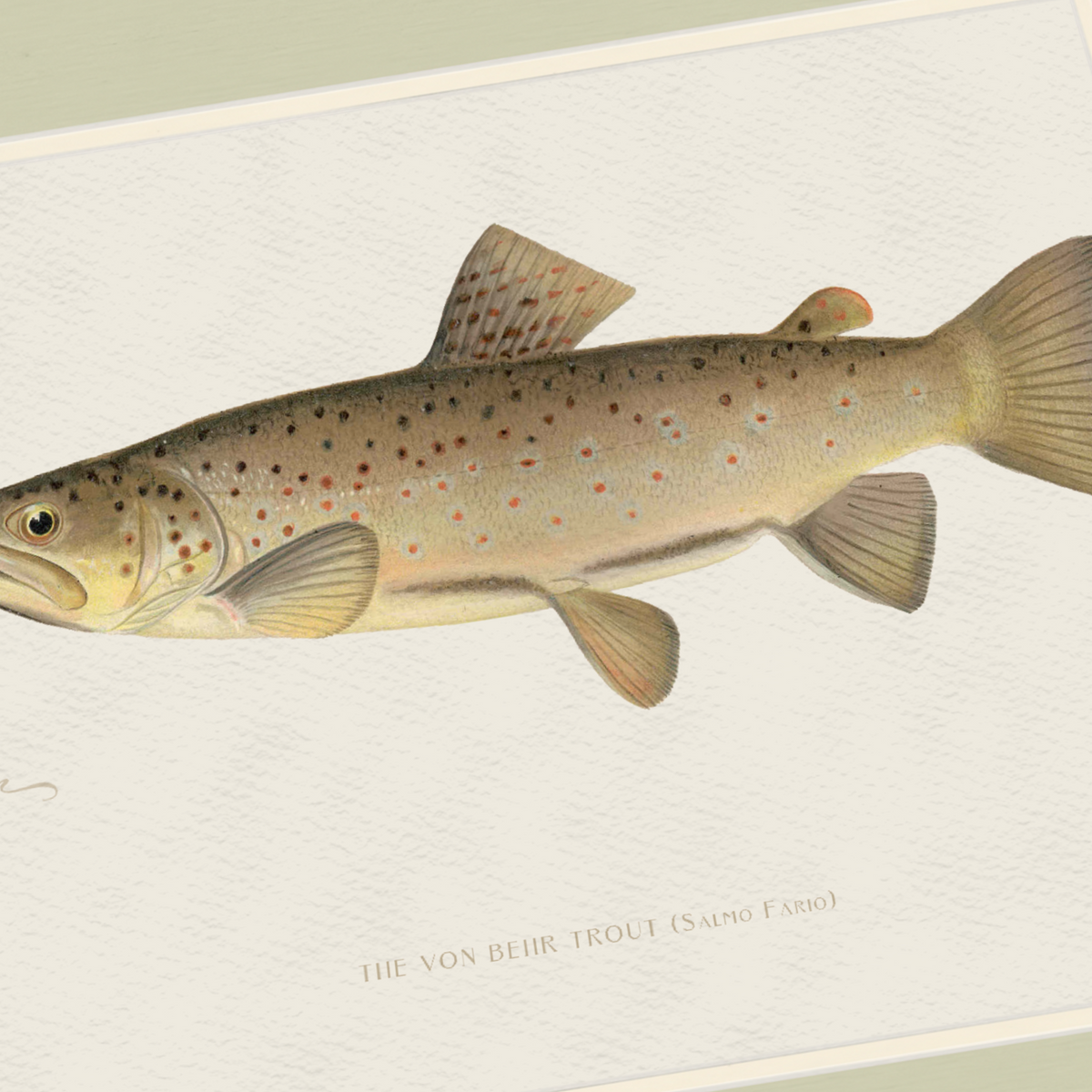 Freshwater Fish Illustrations - Brown Trout