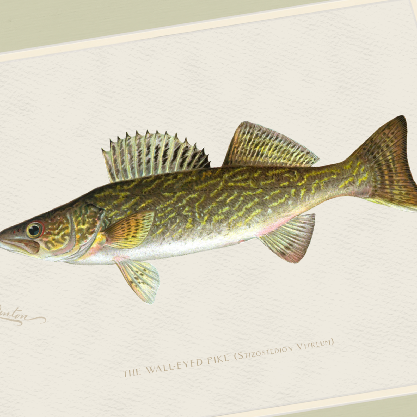 Freshwater Fish Illustrations - Walleye