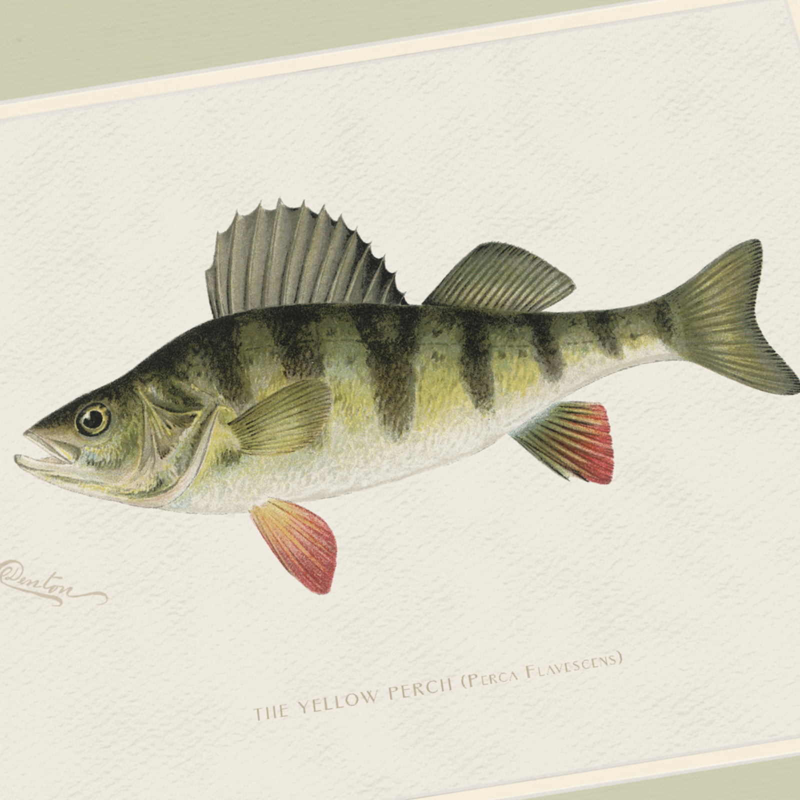 Freshwater Fish Illustrations - Yellow Perch