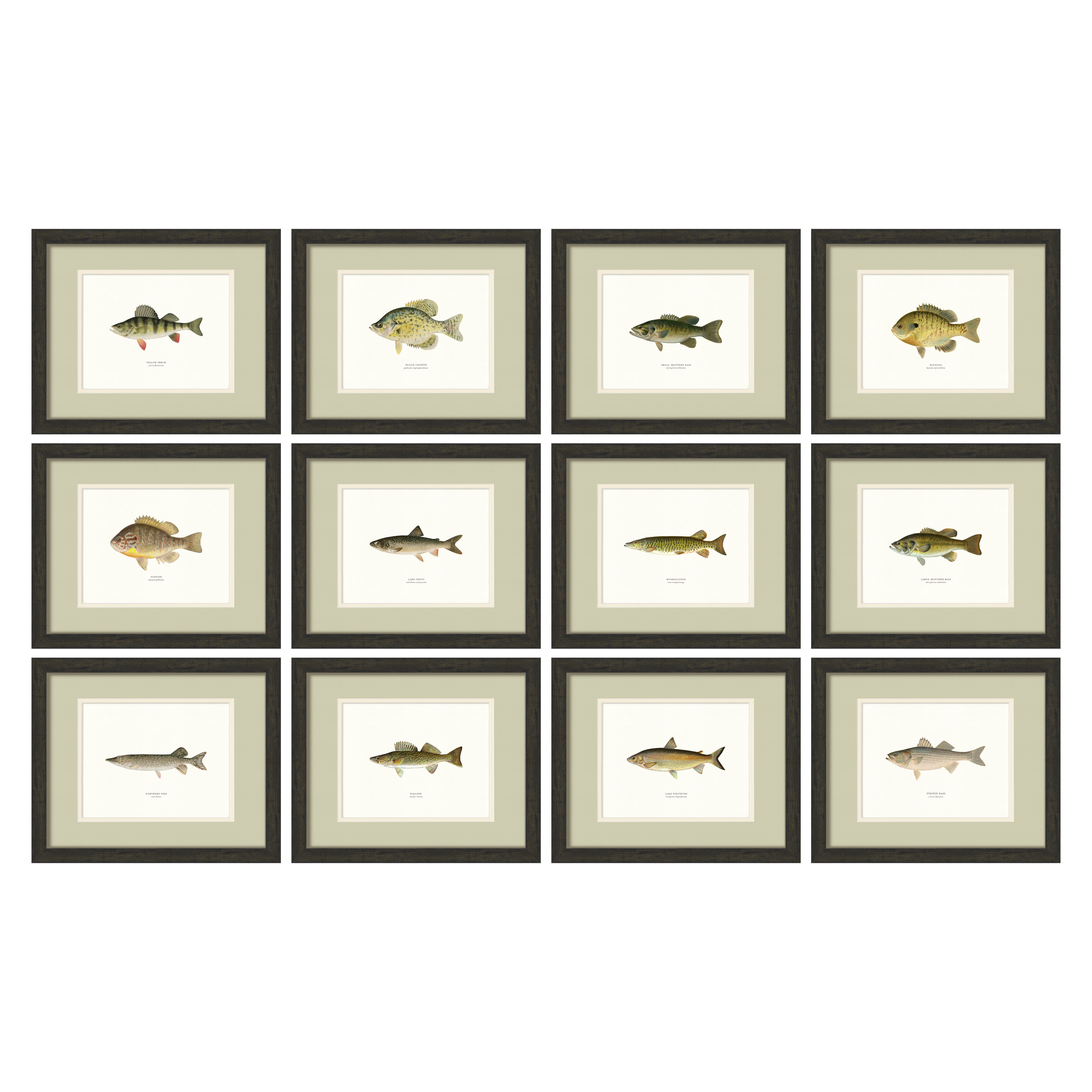 Freshwater Fish Illustrations Full Set of 12 — 19th-century North American fish engraving gallery wall collection