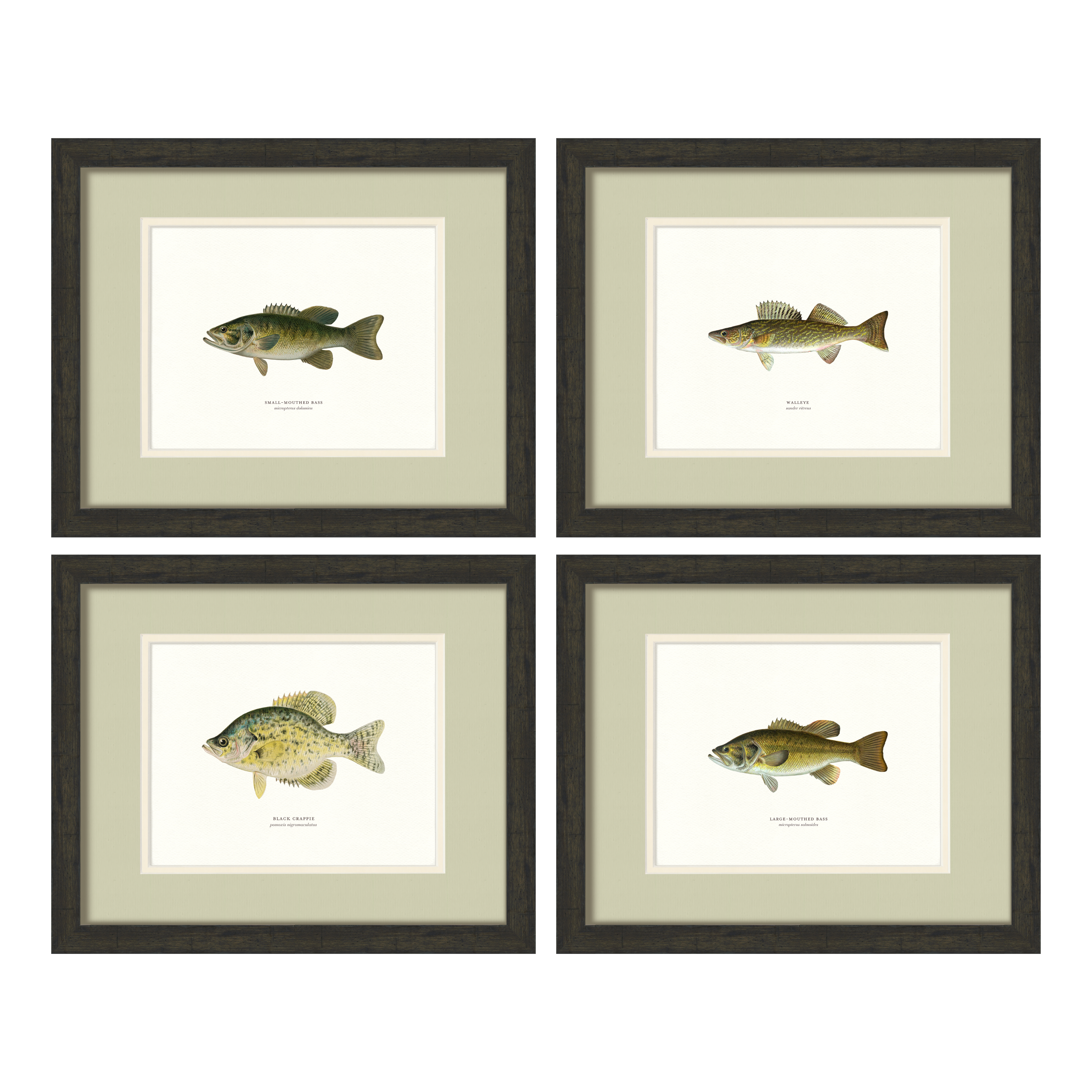 Freshwater Fish Illustrations Set of 4 — 19th-century North American fish engraving gallery wall collection