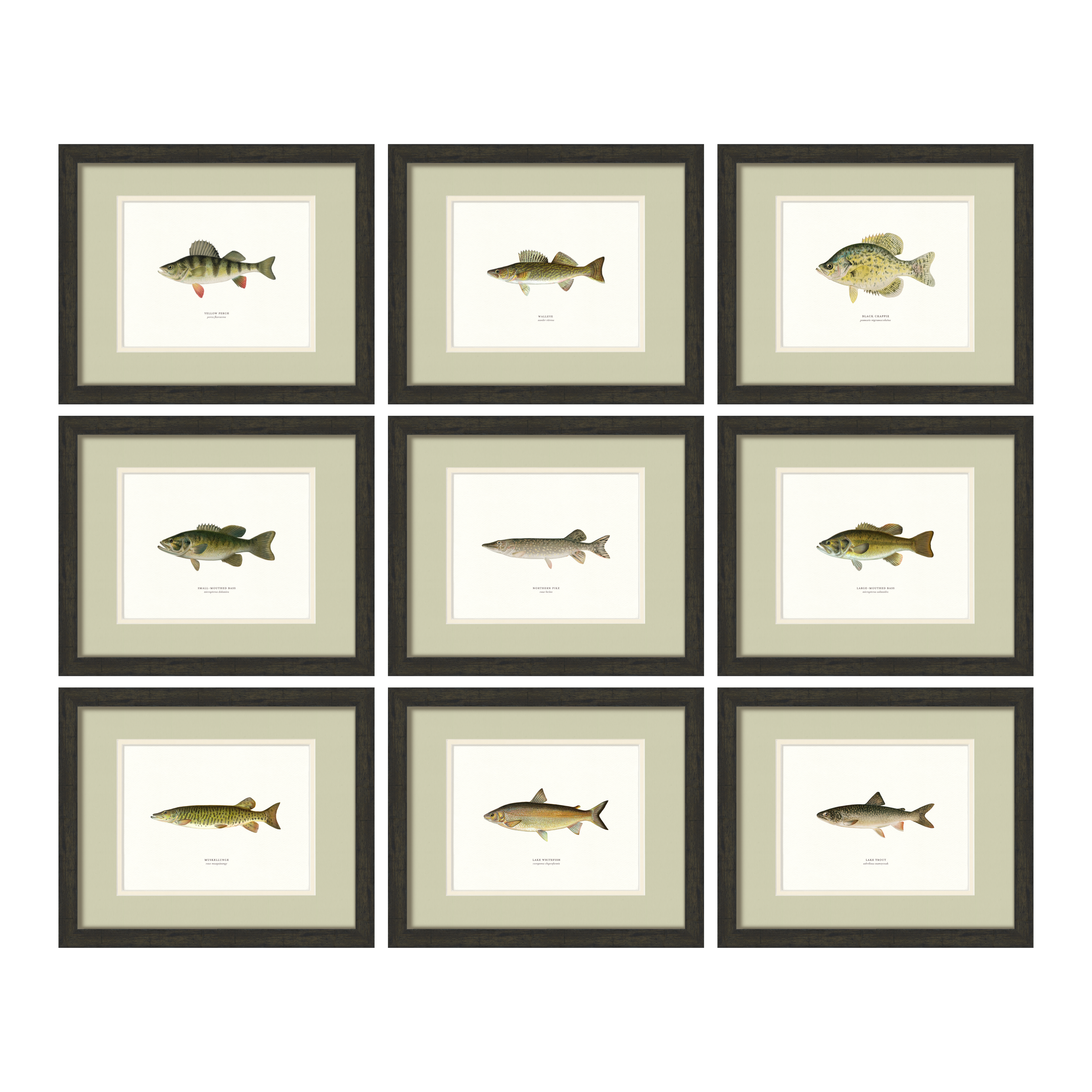 Freshwater Fish Illustrations Set of 9 — 19th-century North American fish engraving gallery wall collection