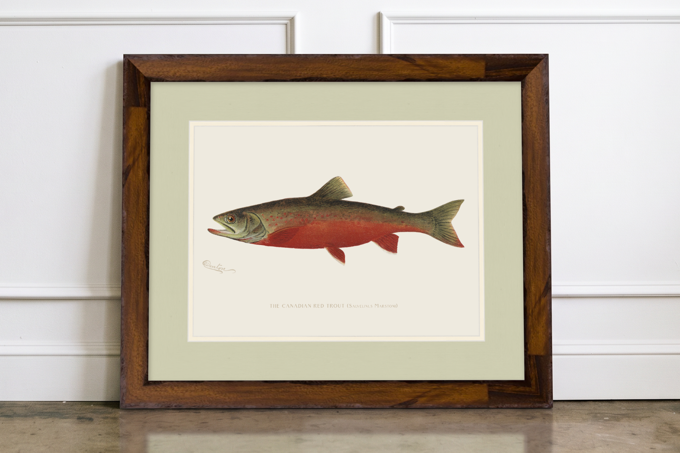 Freshwater Fish Illustrations - Canadian Red Trout