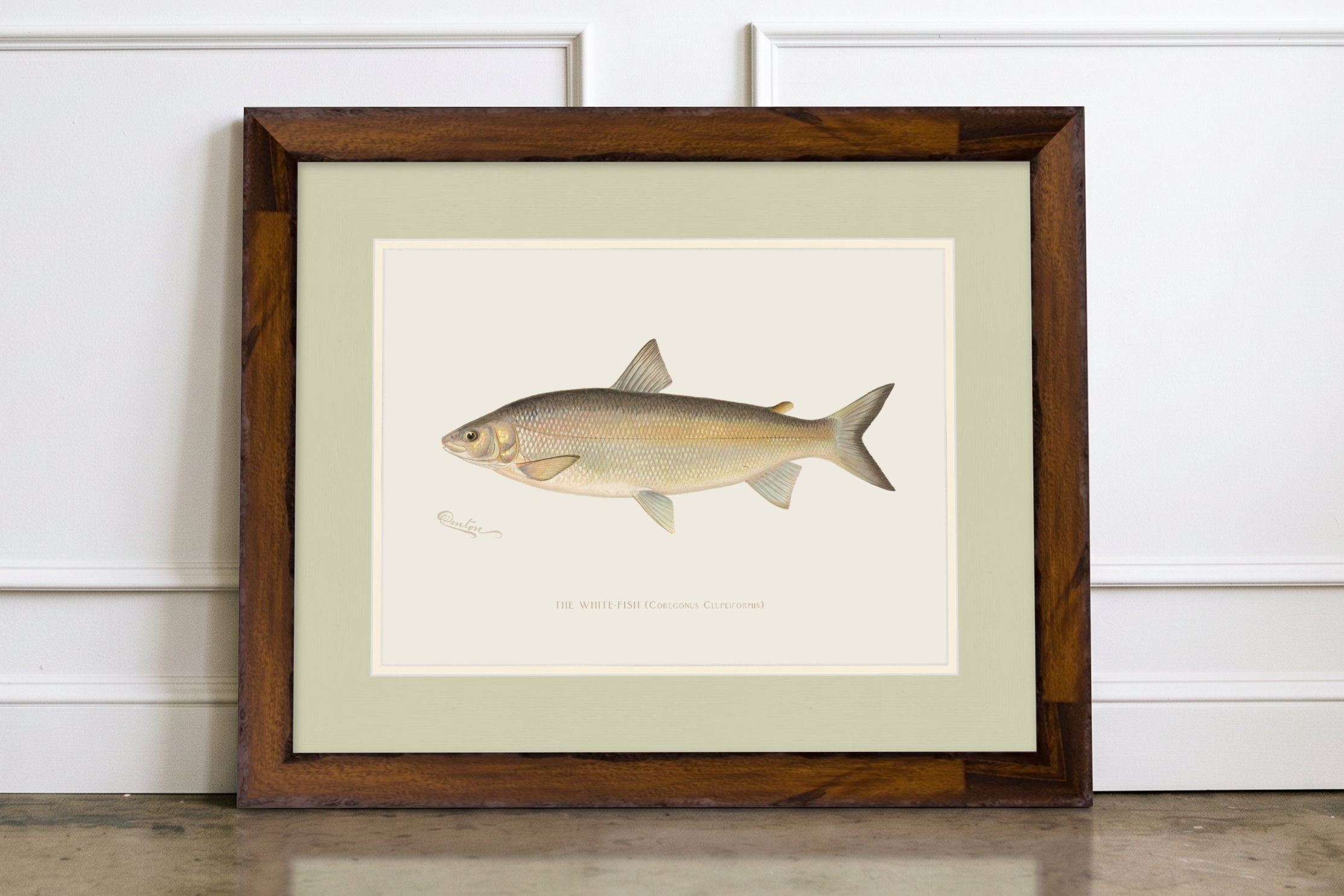 Freshwater Fish Illustrations - Lake Whitefish