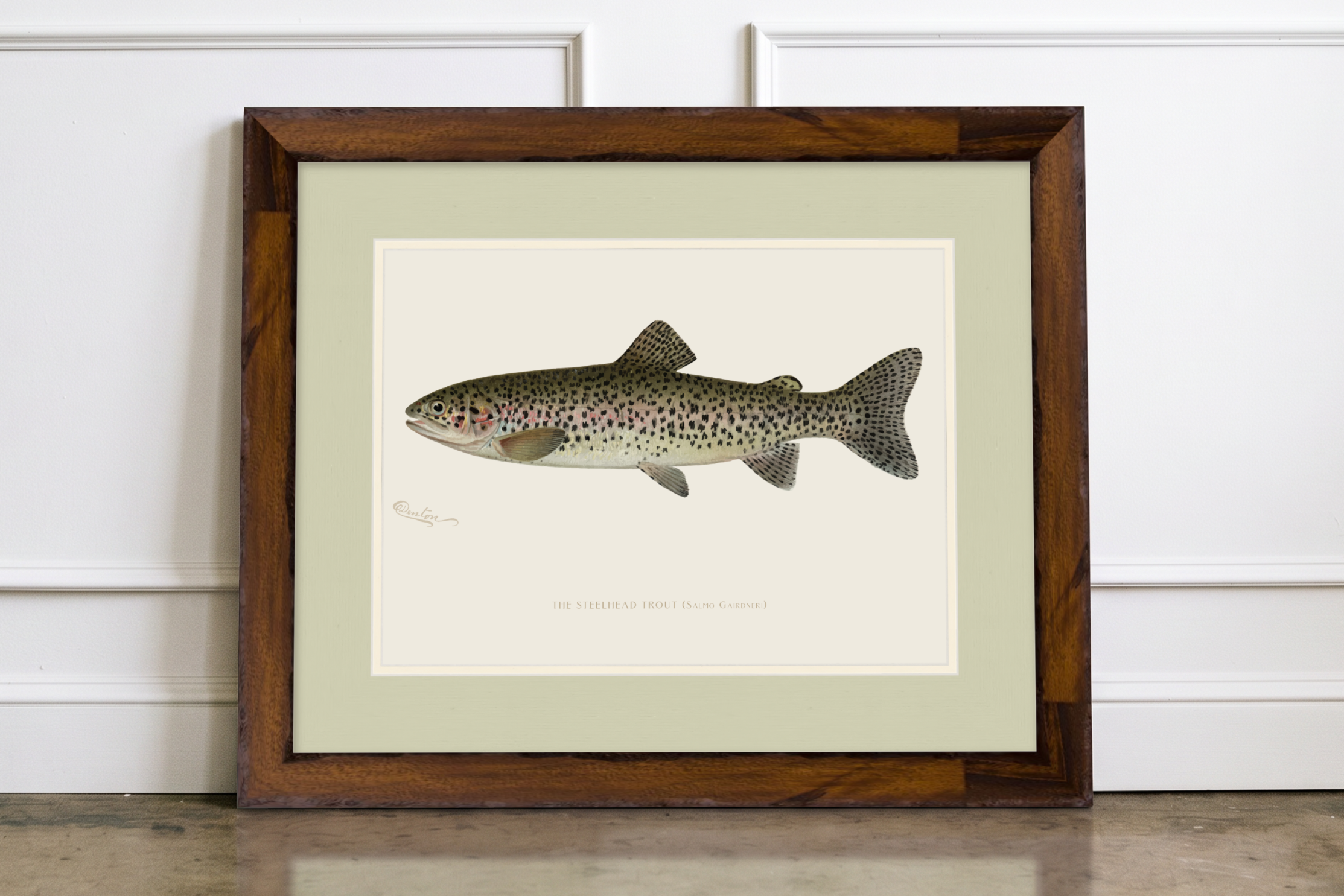 Freshwater Fish Illustrations - Steelhead Trout