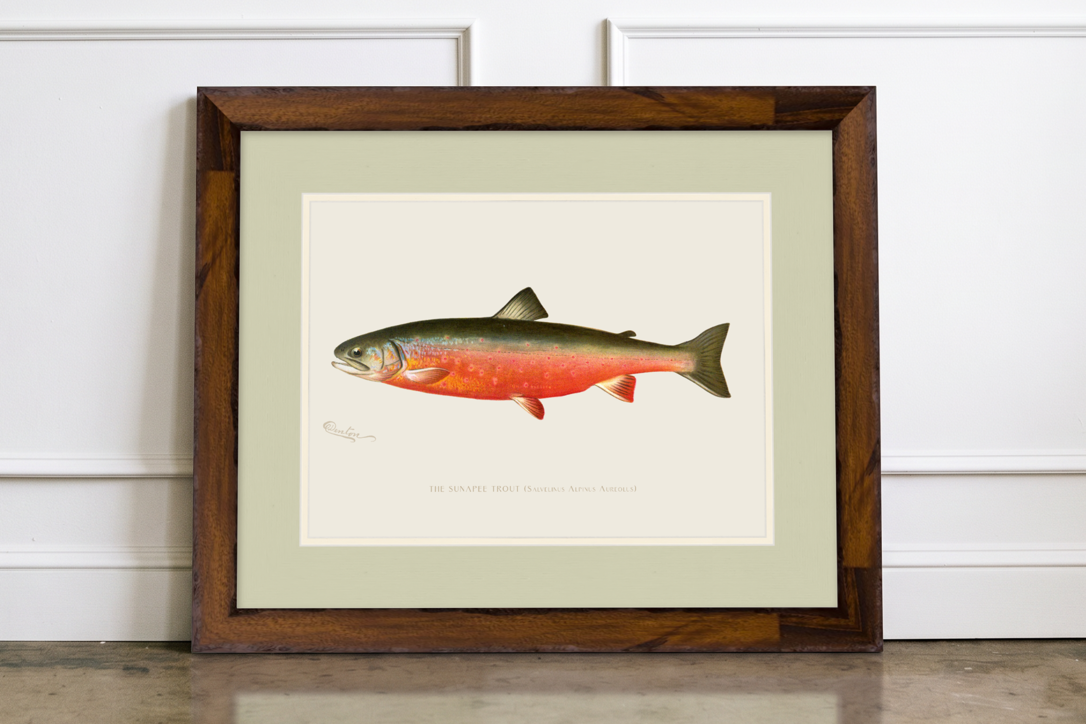 Freshwater Fish Illustrations - Sunapee Trout