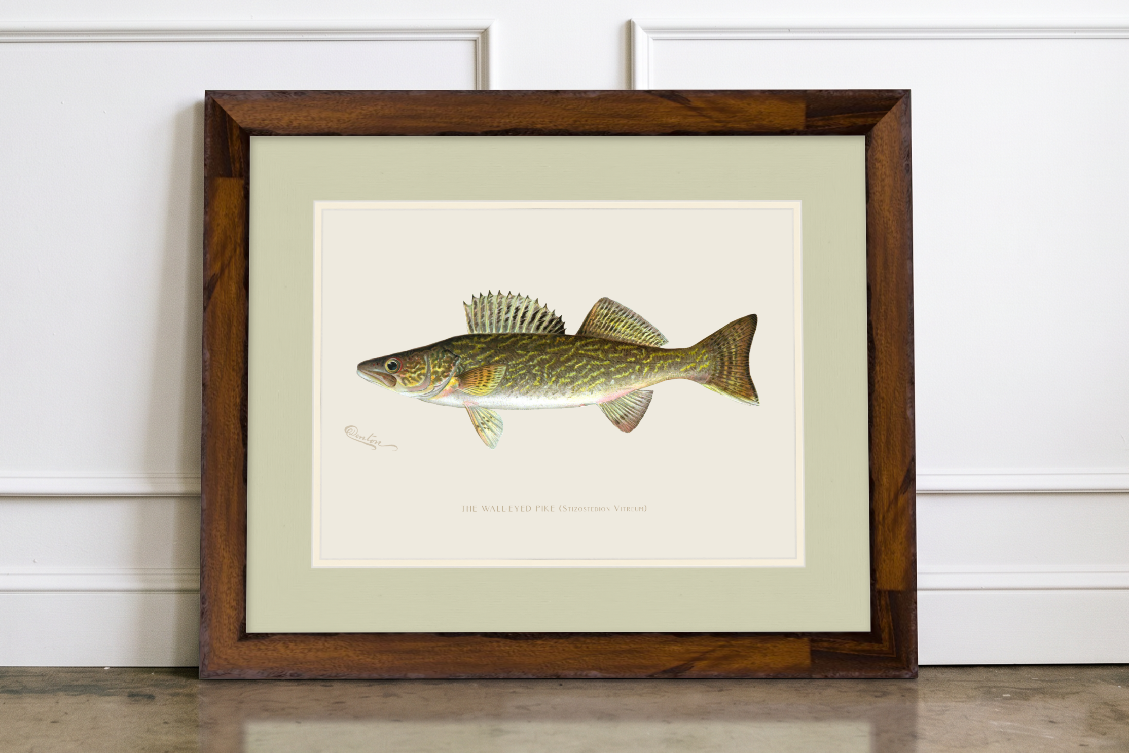 Freshwater Fish Illustrations - Walleye