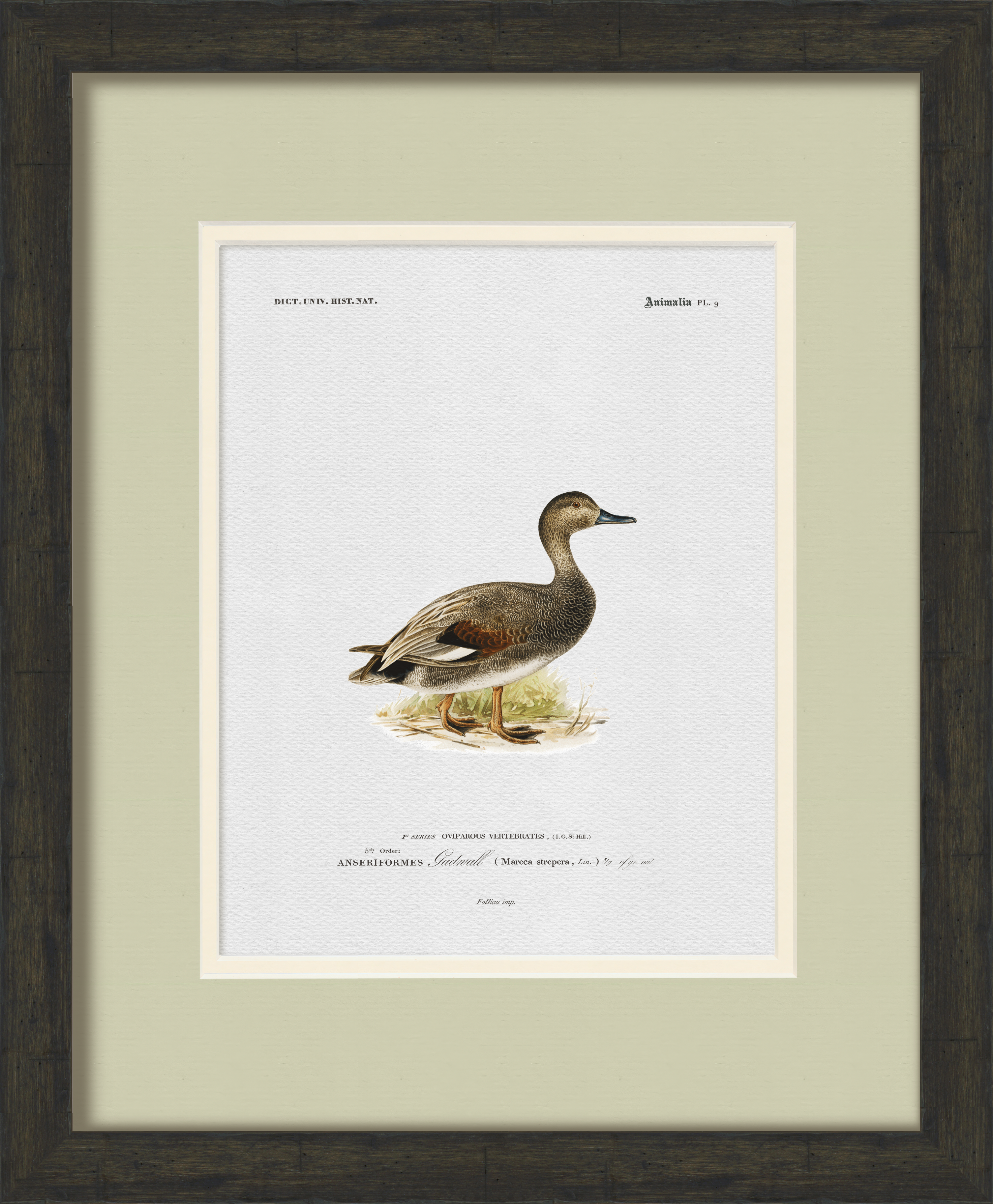 Vintage Duck Illustrations - Set of 6