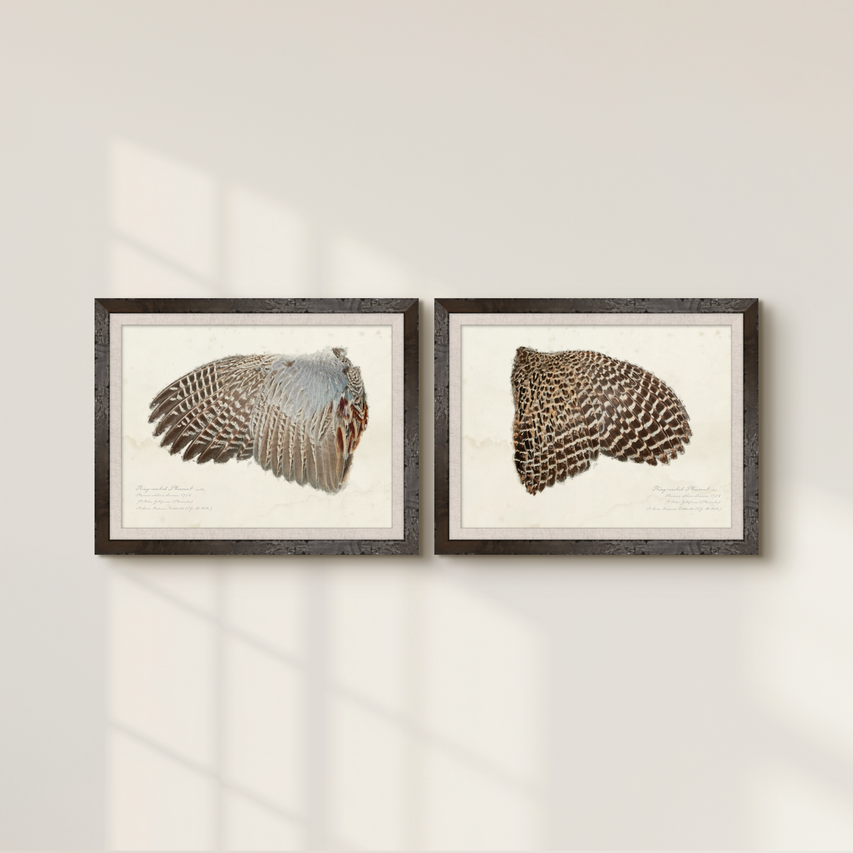 Illustrated Game Bird Wings - Ring-Necked Pheasant Hen