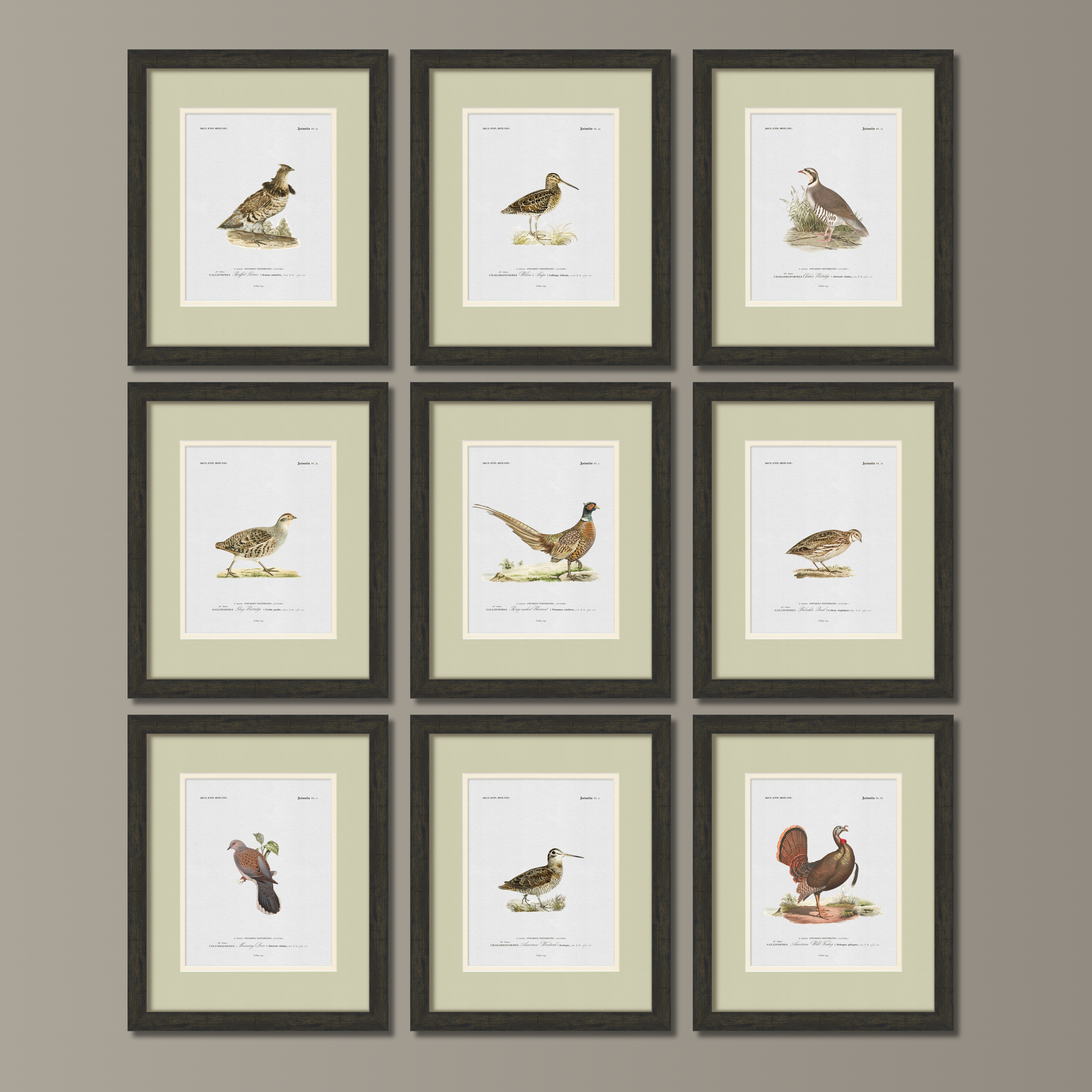 Vintage Game Bird Illustrations - Chukar Partridge