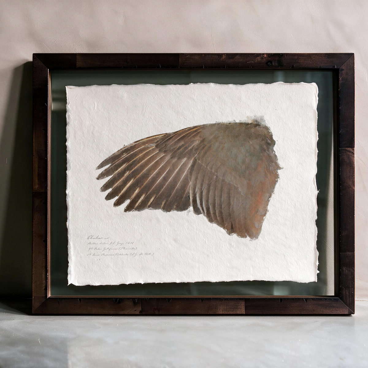 Illustrated Game Bird Wings - Chukar Cock