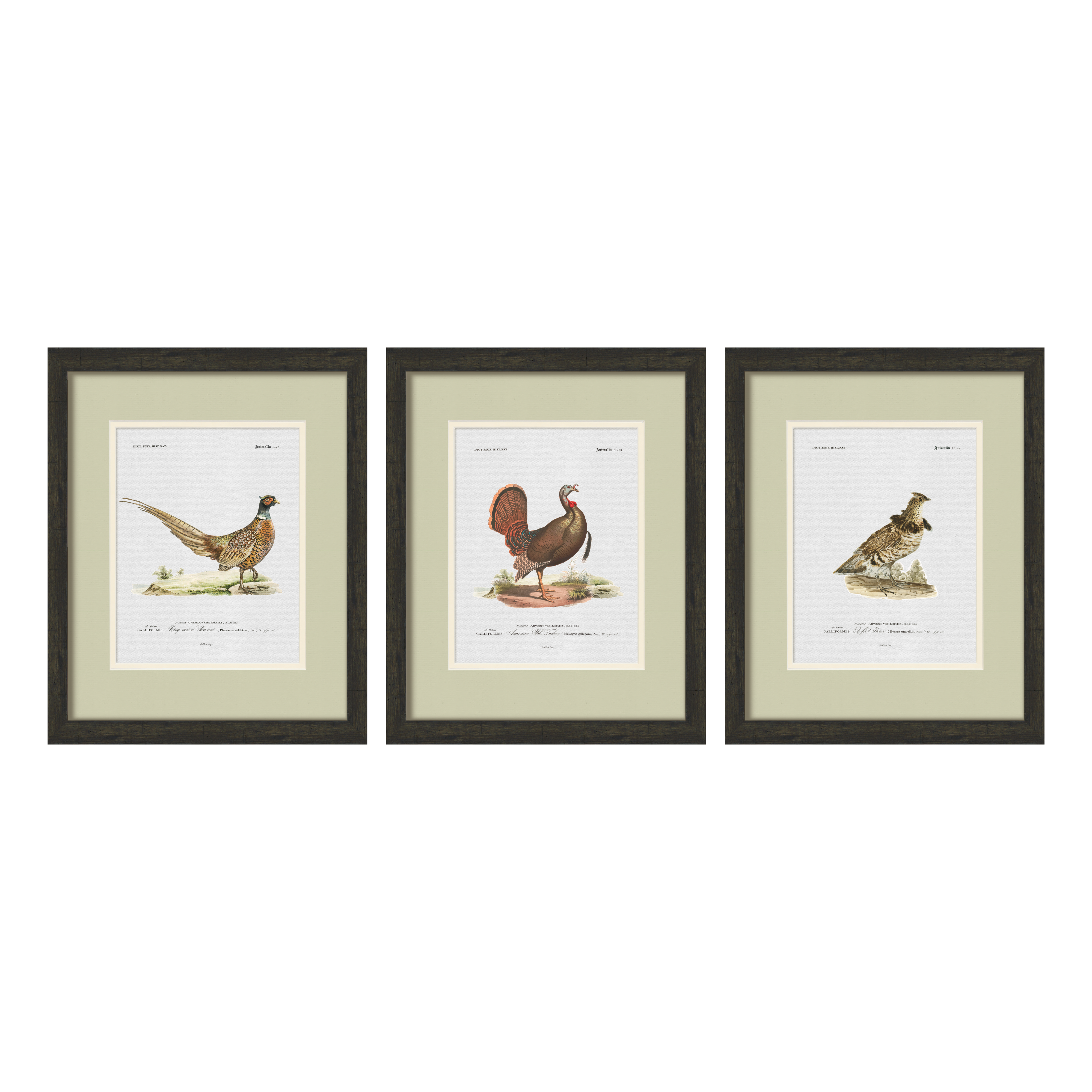Vintage Game Bird Illustrations - Set of 3