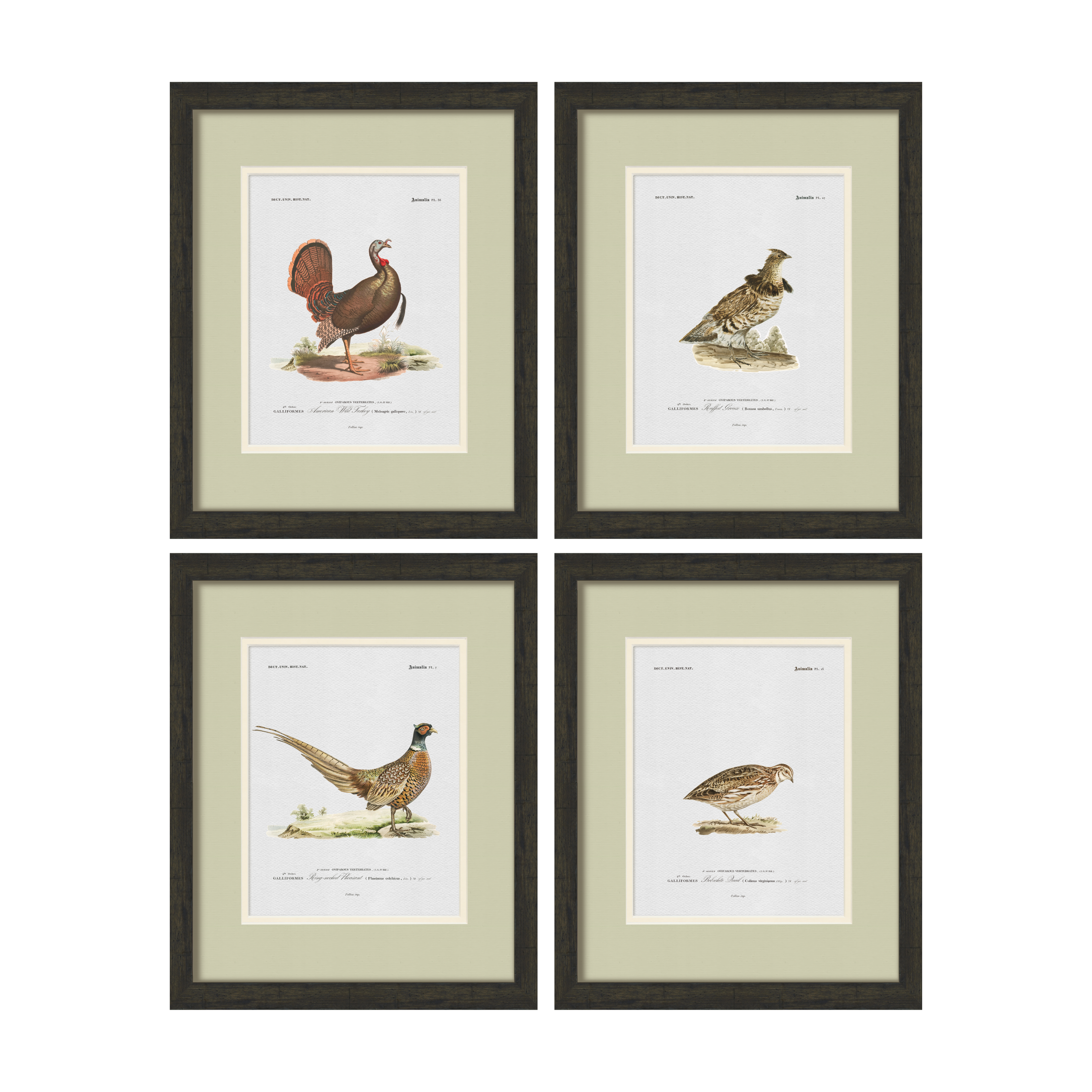 Vintage Game Bird Illustrations - Set of 4