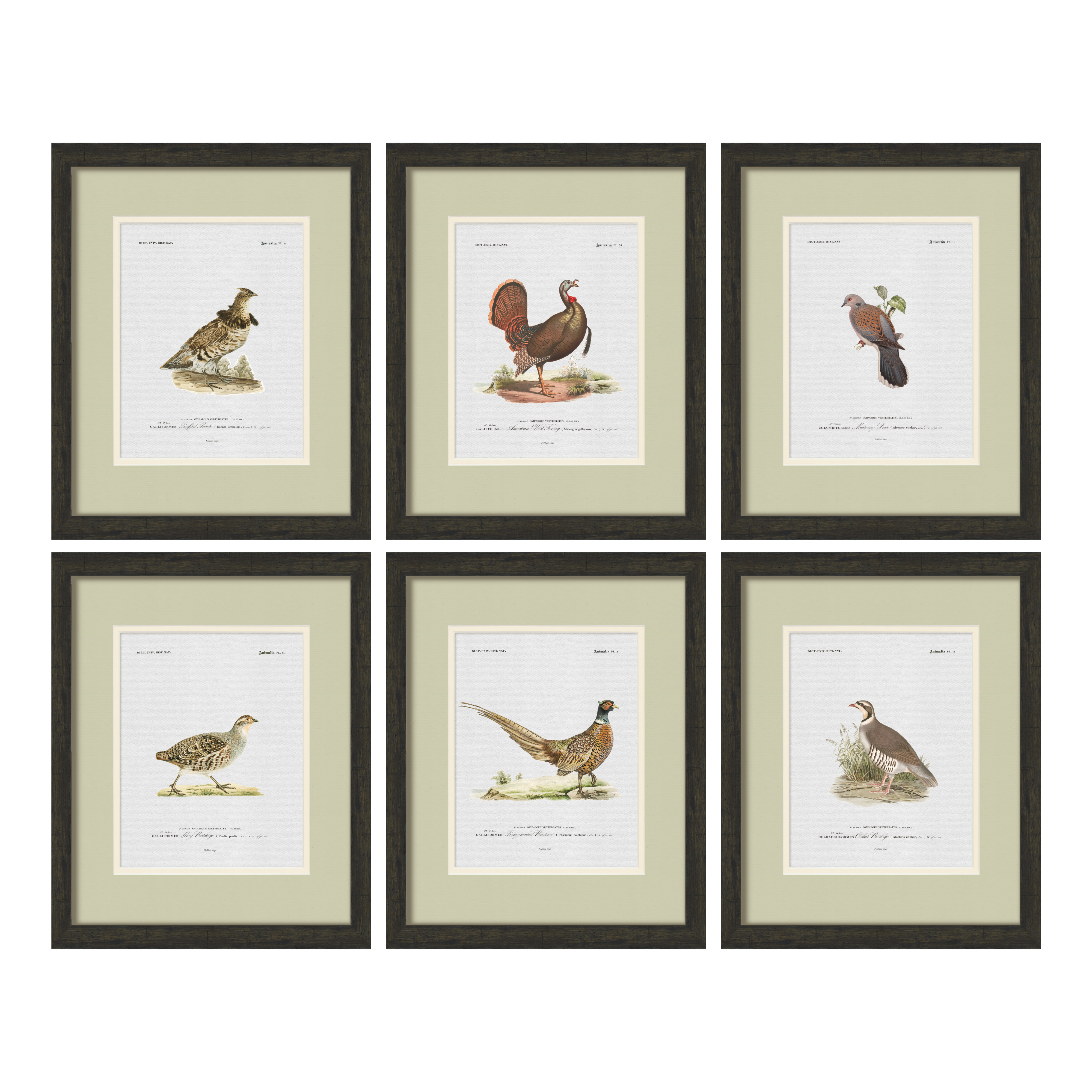 Vintage Game Bird Illustrations - Chukar Partridge