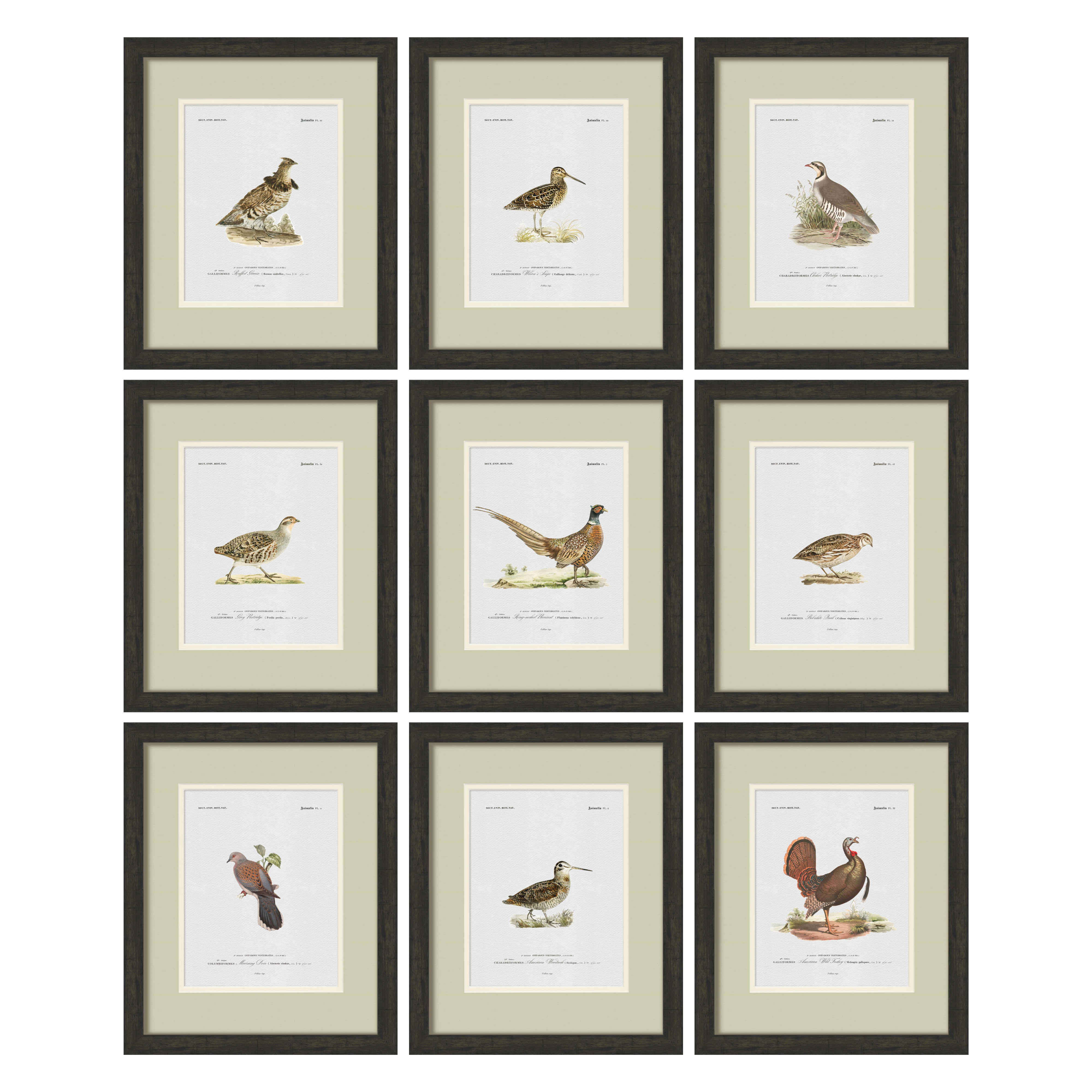 Vintage Game Bird Illustrations - Set of 9