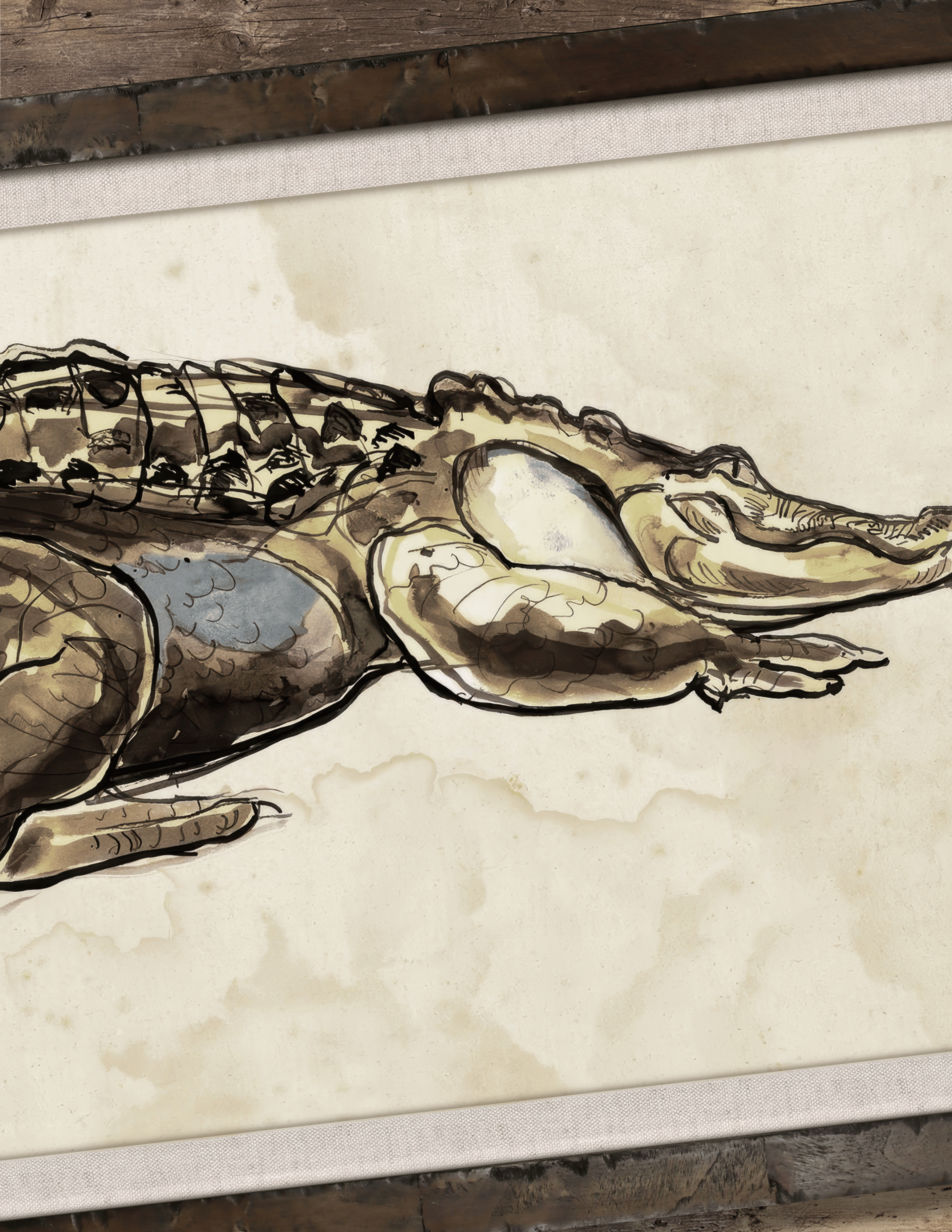 Ink wash alligator studies — original wildlife illustration collection display