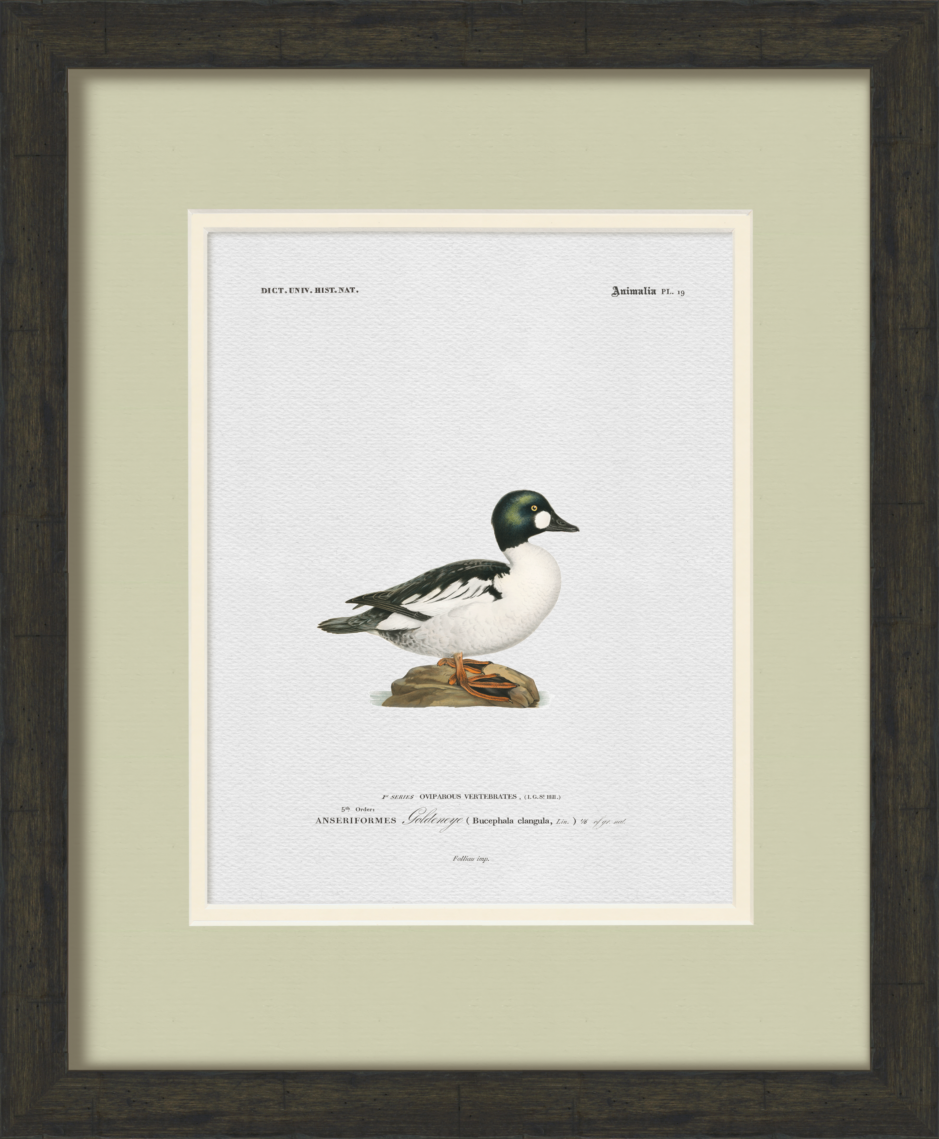 Vintage Duck Illustrations - Set of 9