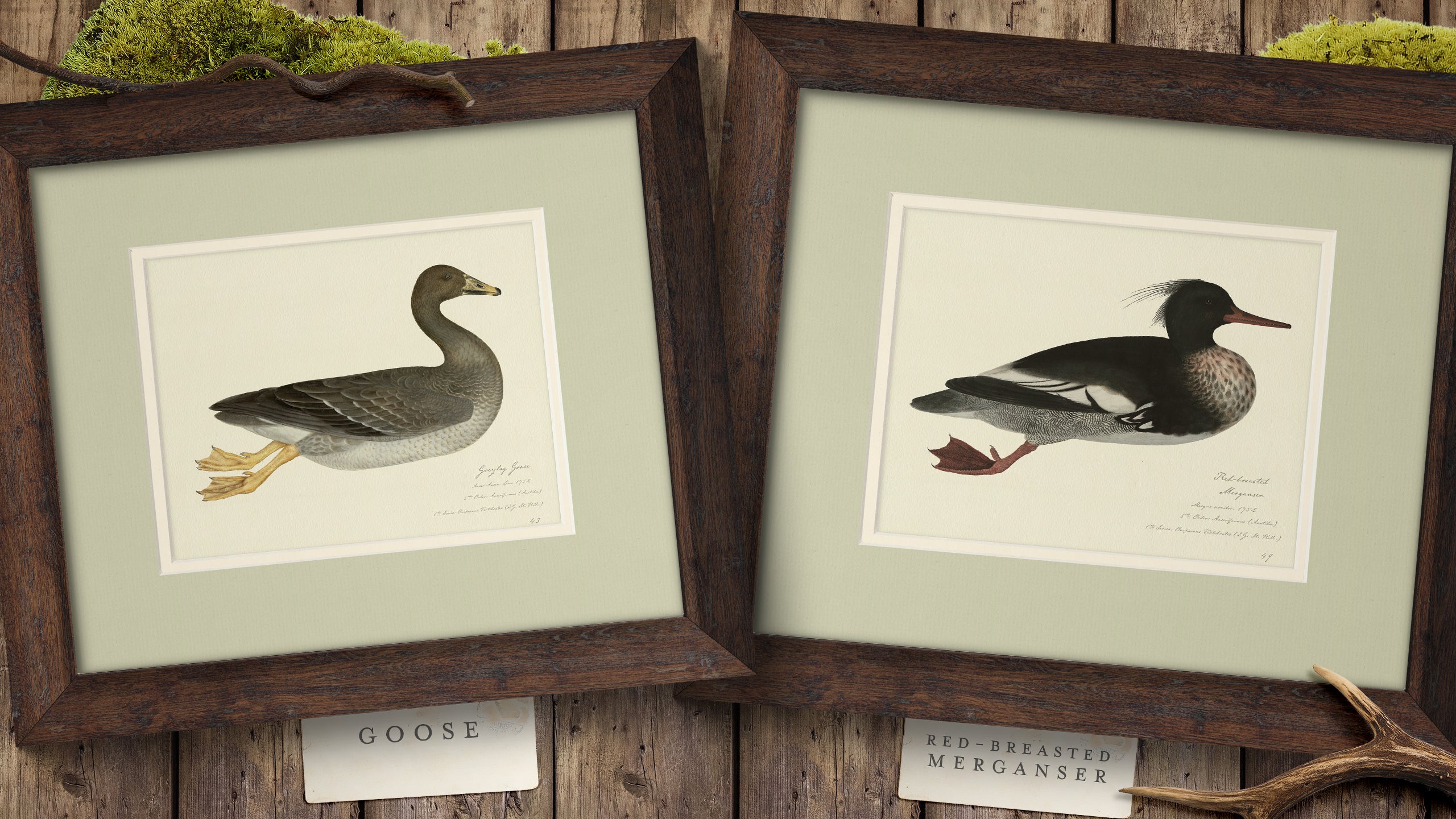 Vintage Watercolor Duck Illustrations - Greylag Goose