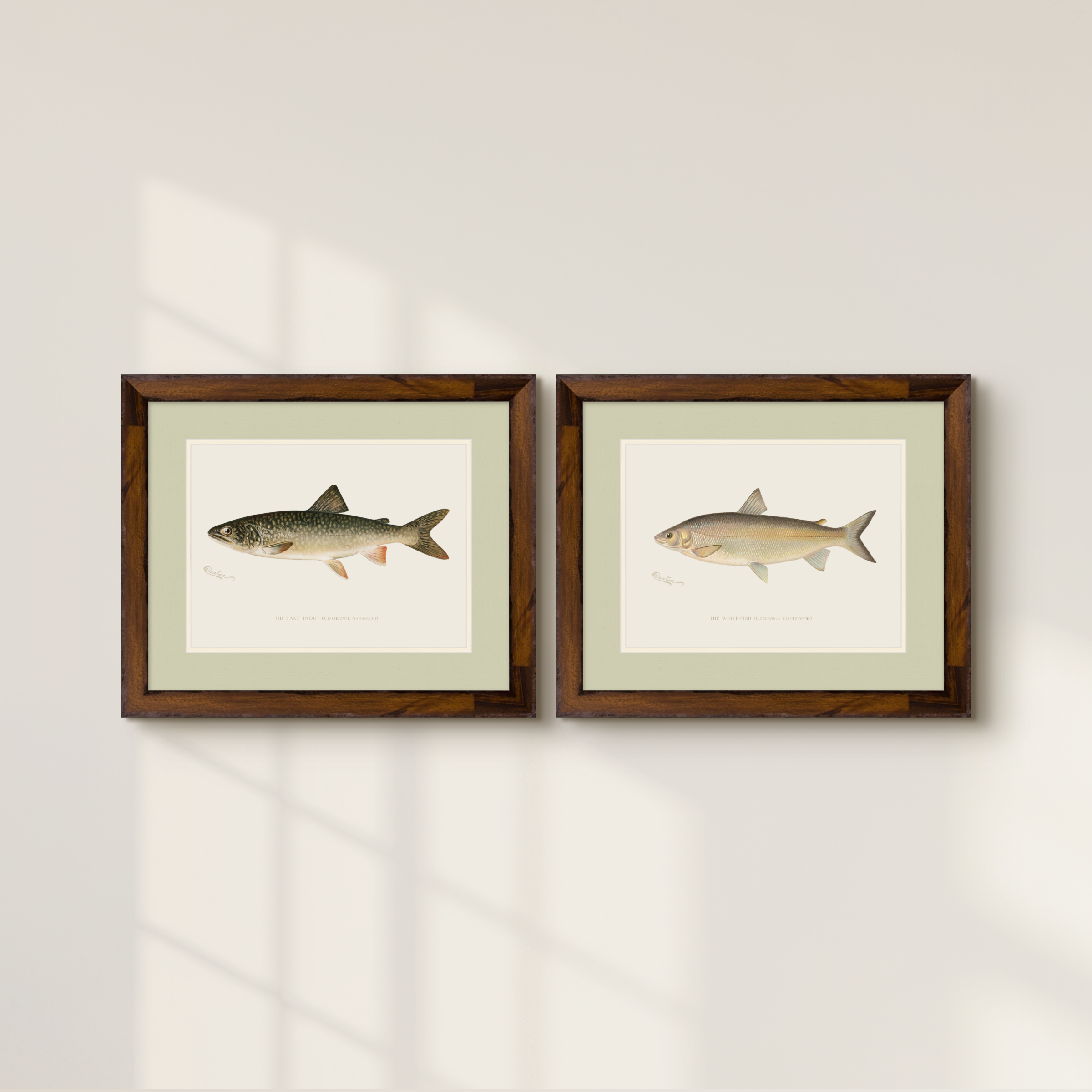 Freshwater Fish Illustrations - Lake Trout