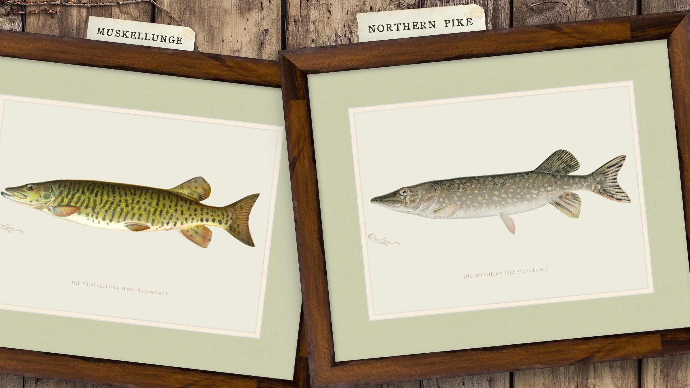 Freshwater Fish Illustrations - Northern Pike