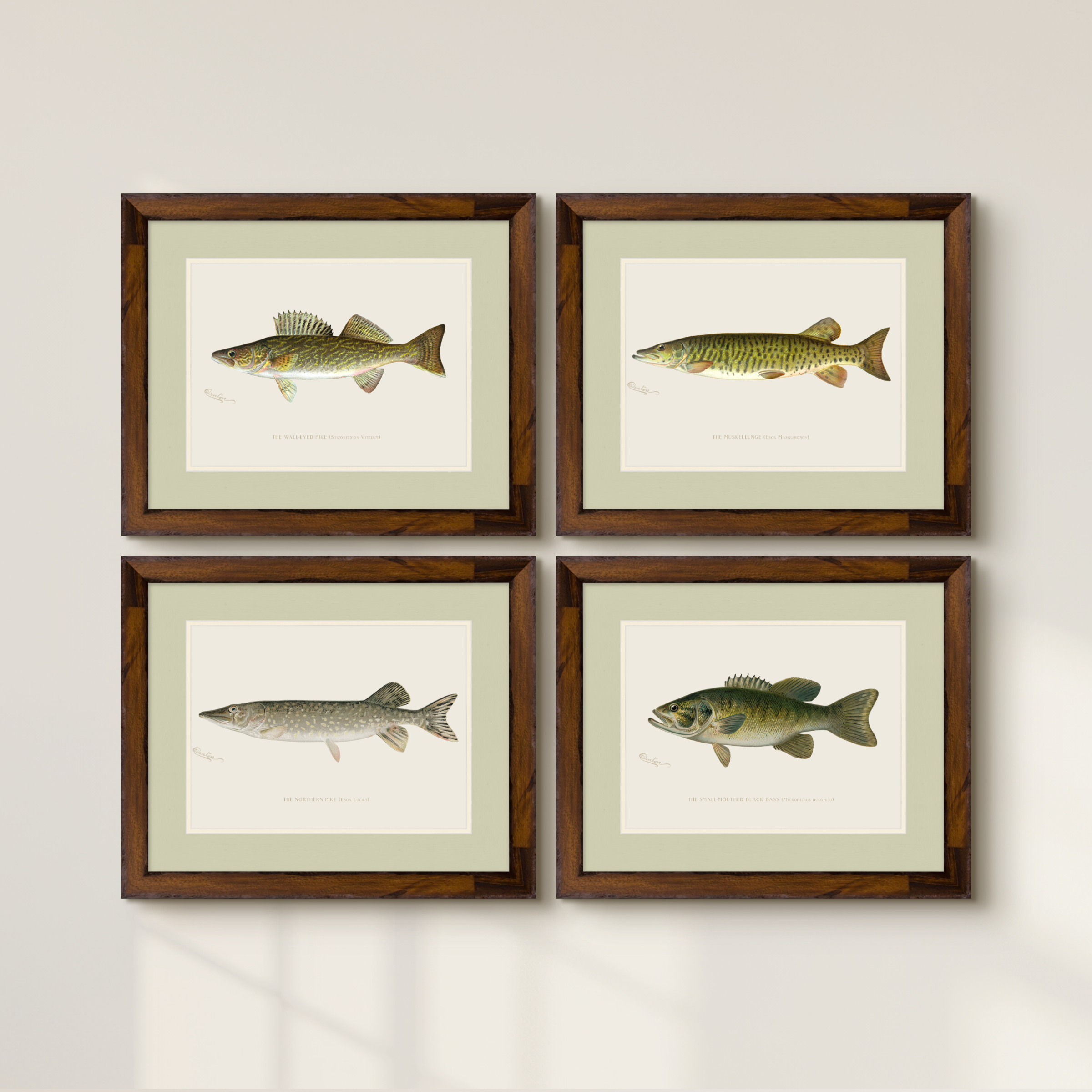 Freshwater Fish Illustrations - Northern Pike