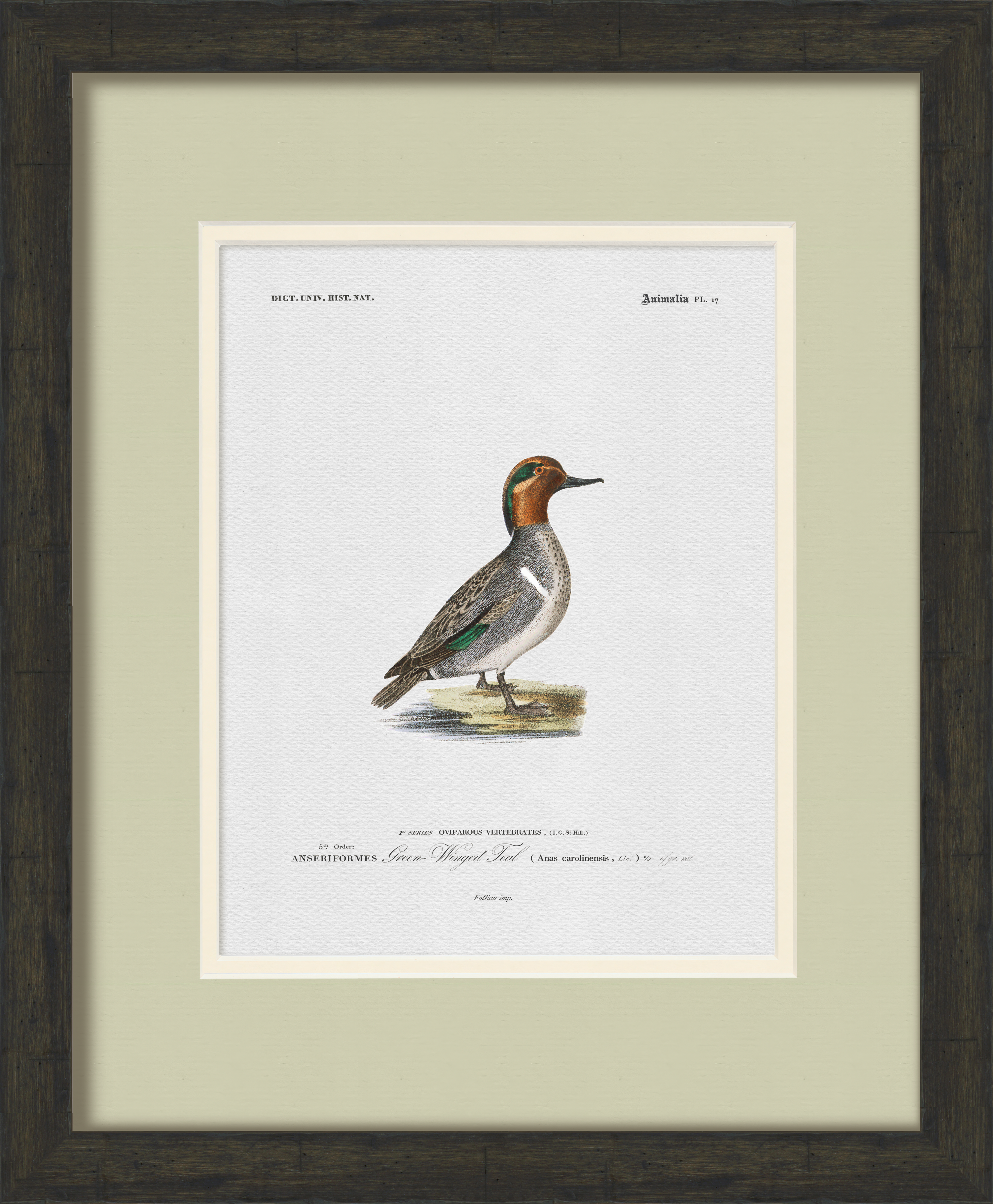 Vintage Duck Illustrations - Set of 6