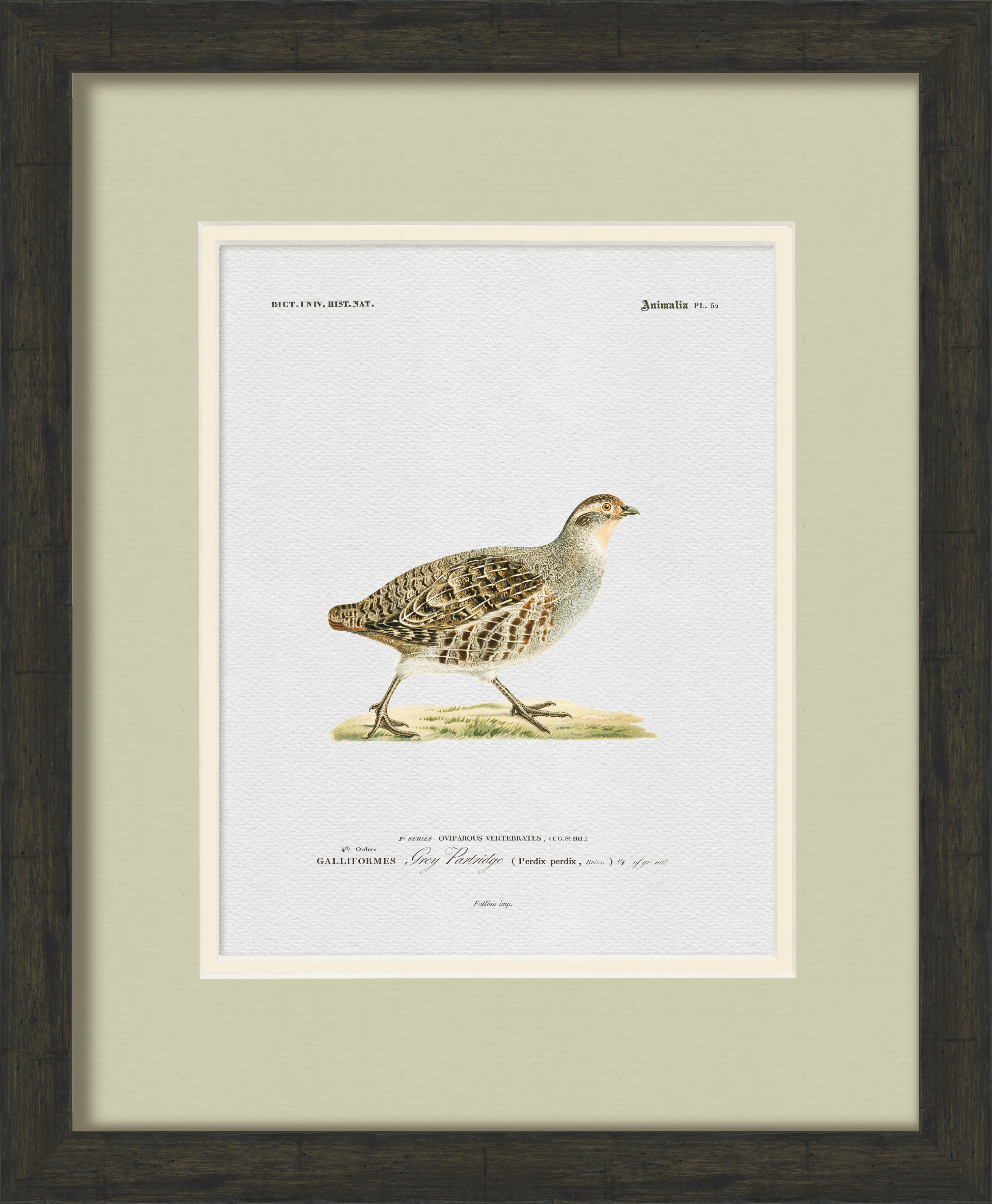 Vintage Game Bird Illustrations - Set of 9