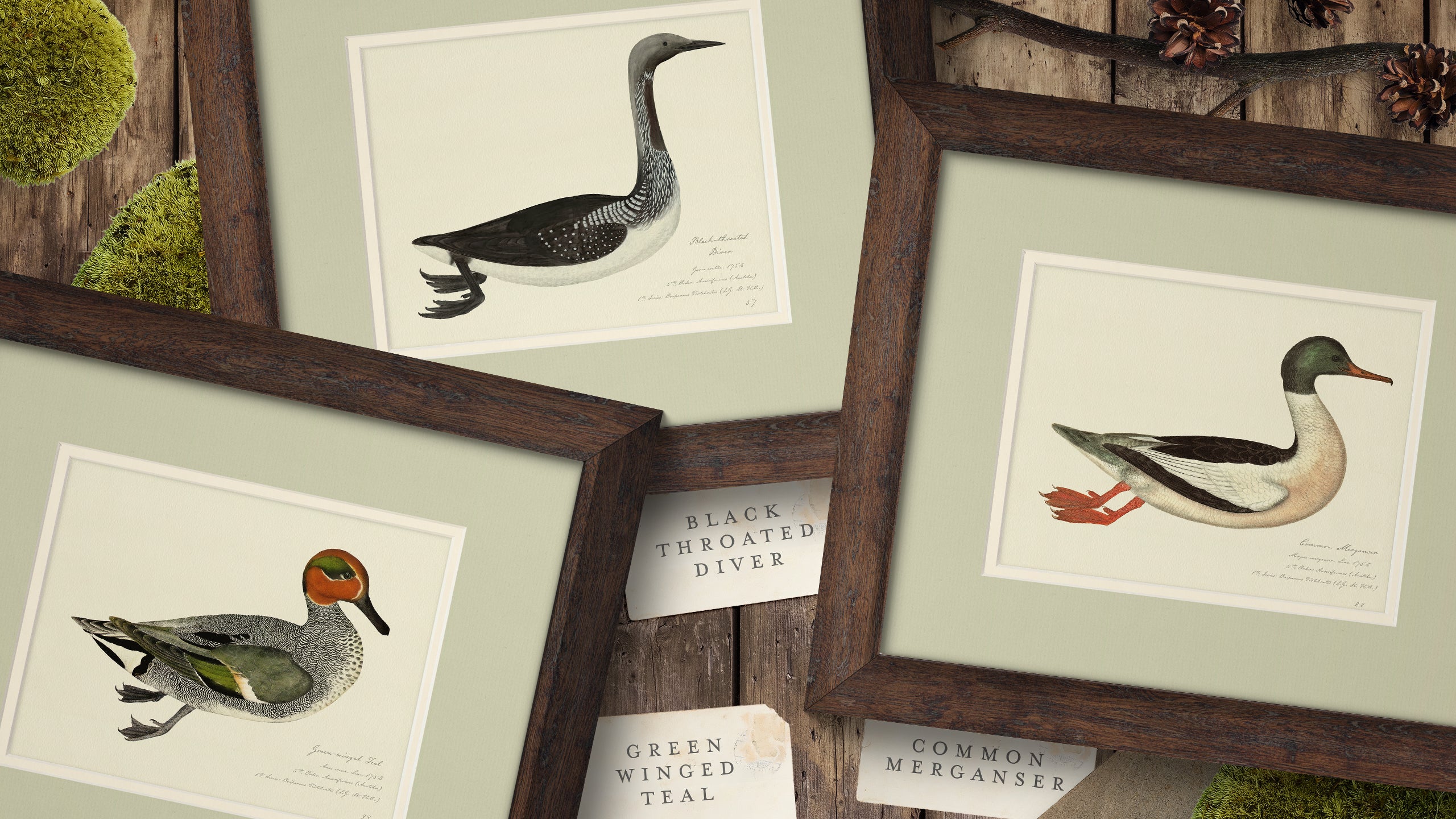 Vintage Watercolor Duck Illustrations - Full Set of 9