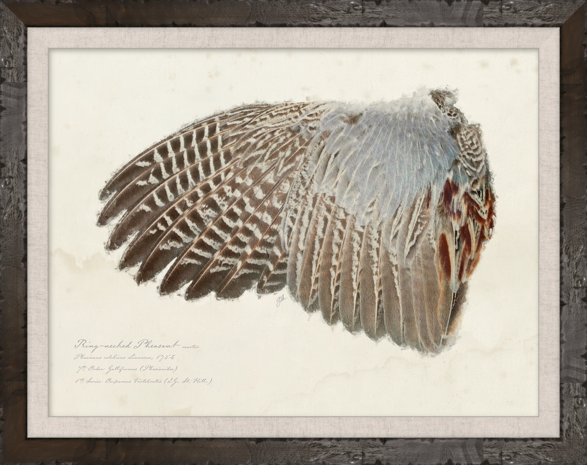 Illustrated Game Bird Wings - Ring-Necked Pheasant Rooster