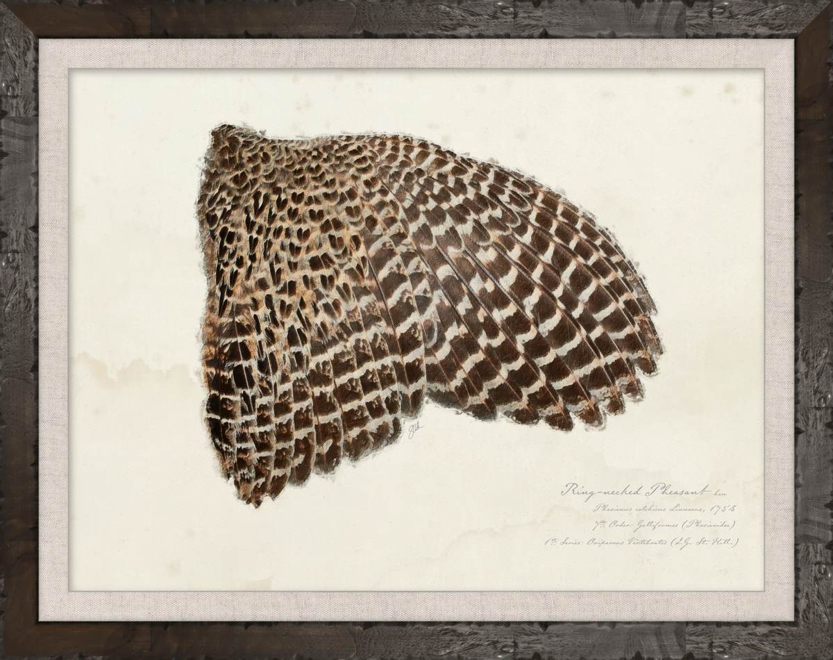 Illustrated Game Bird Wings - Ring-Necked Pheasant Hen