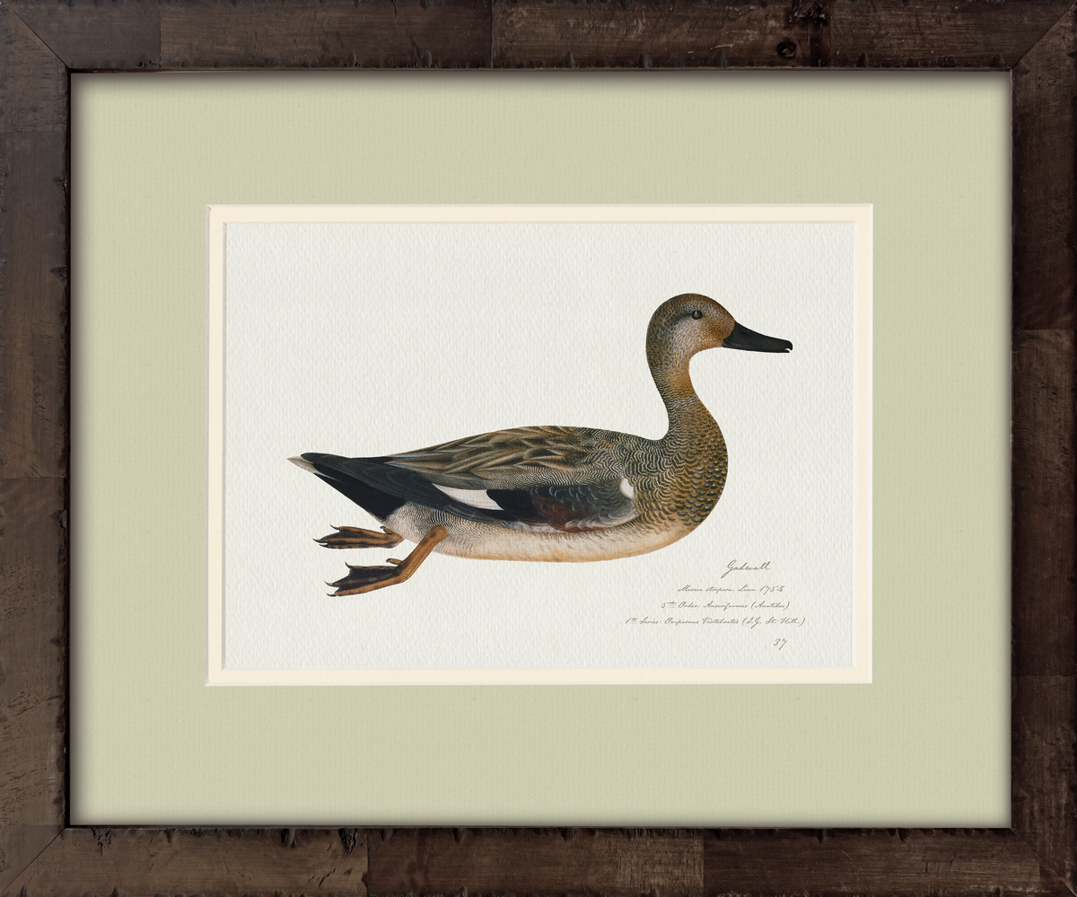 Gadwall — 18th-century vintage watercolor painted American waterfowl illustration art print