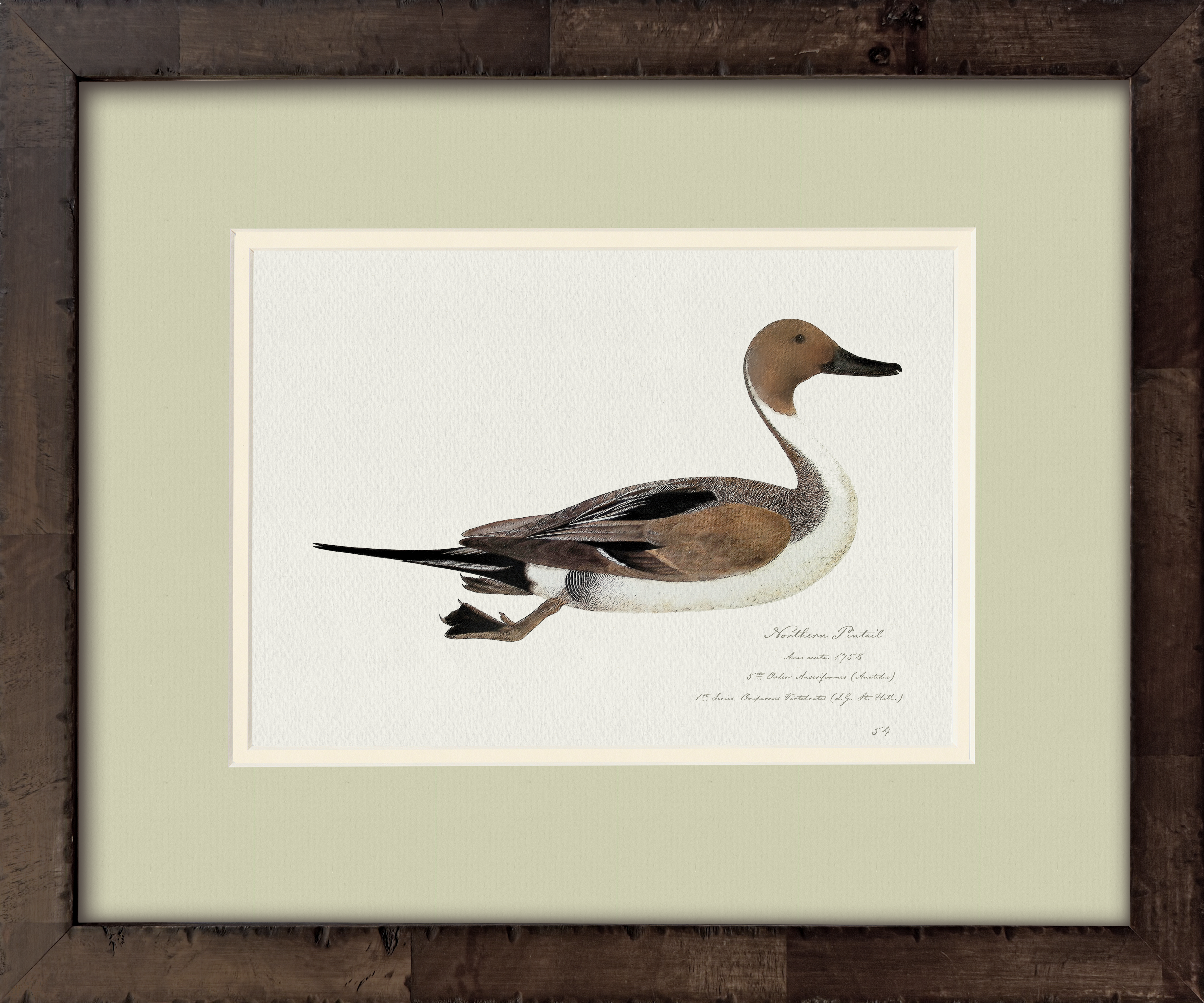 Northern Pintail — 18th-century vintage watercolor painted American waterfowl illustration art print