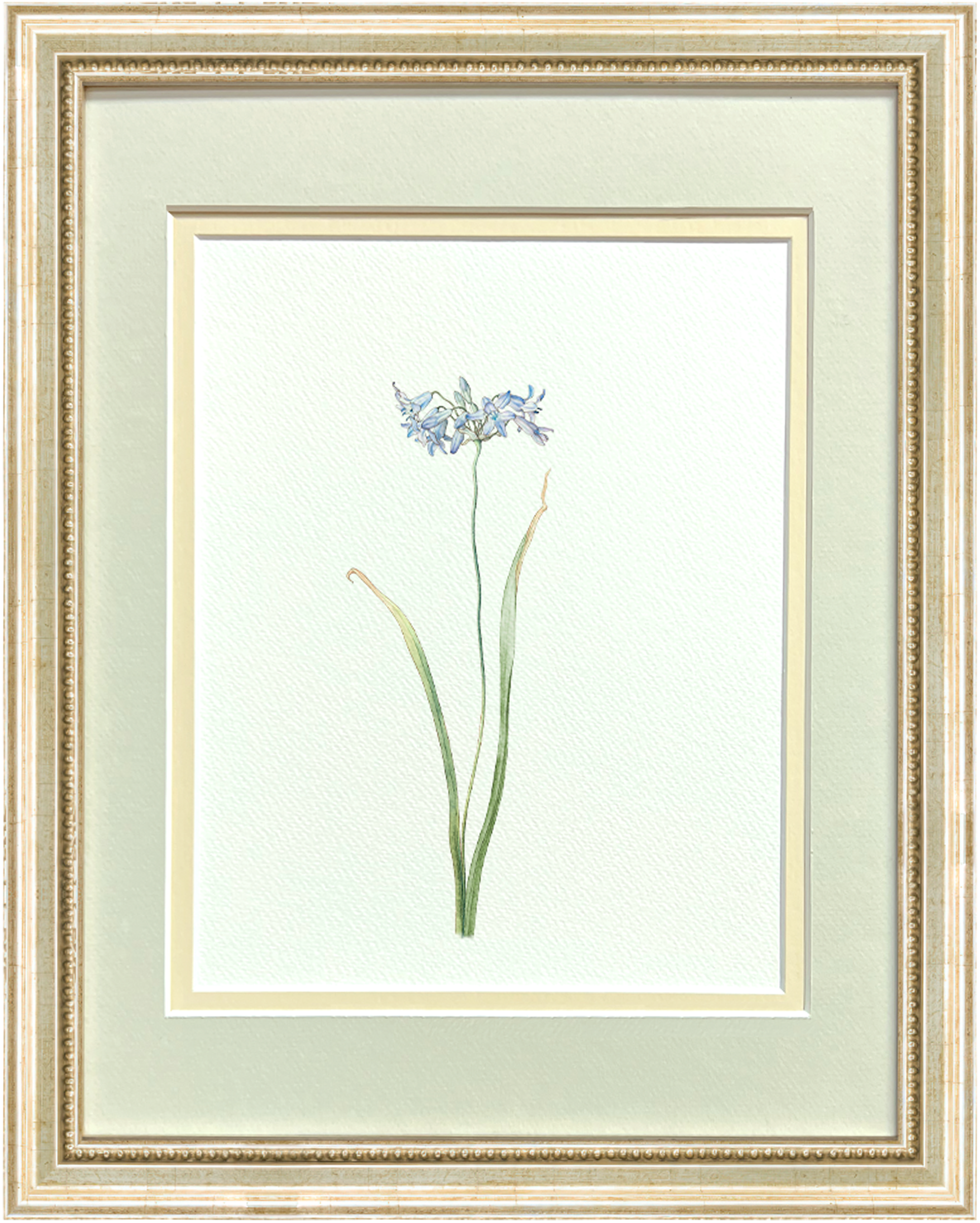 Watercolor Botanical Illustrations - Indian Hyacinth