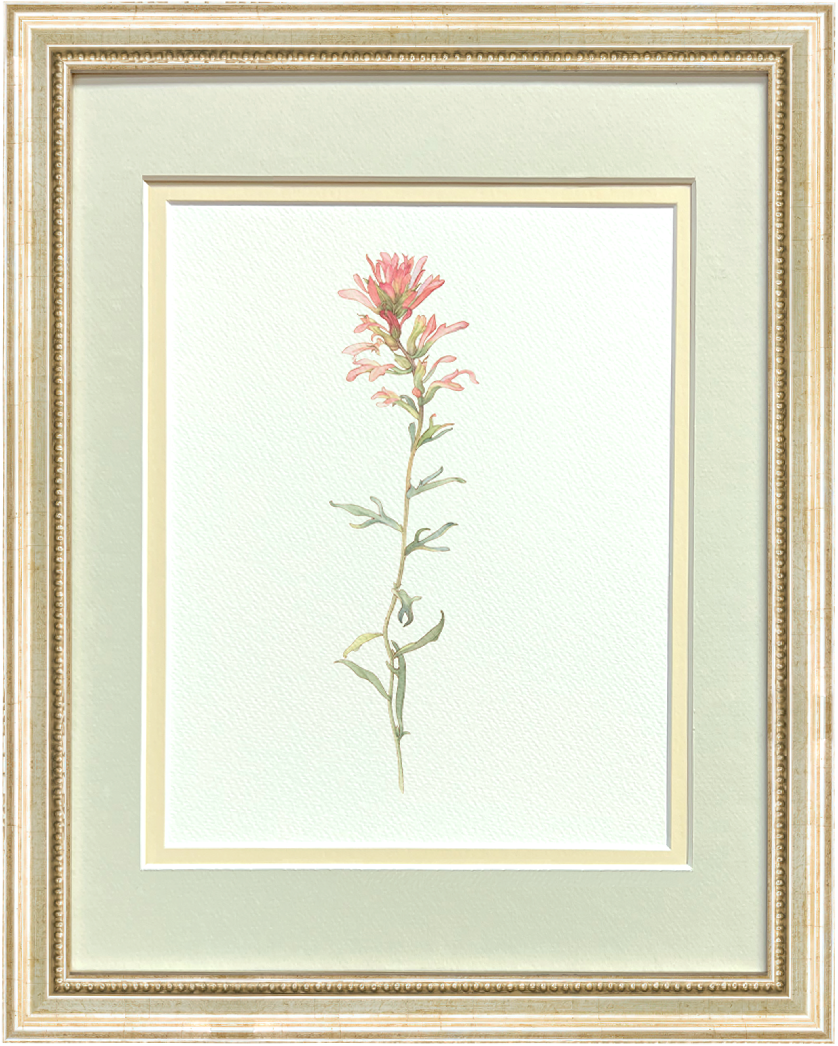 Watercolor Botanical Illustrations - Indian Paintbrush