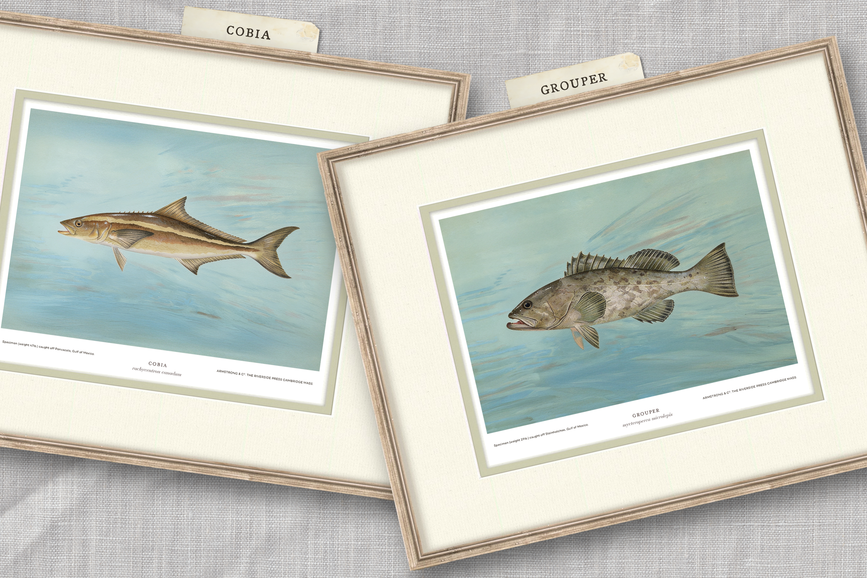 Saltwater Fish Illustrations - Grouper — view 3