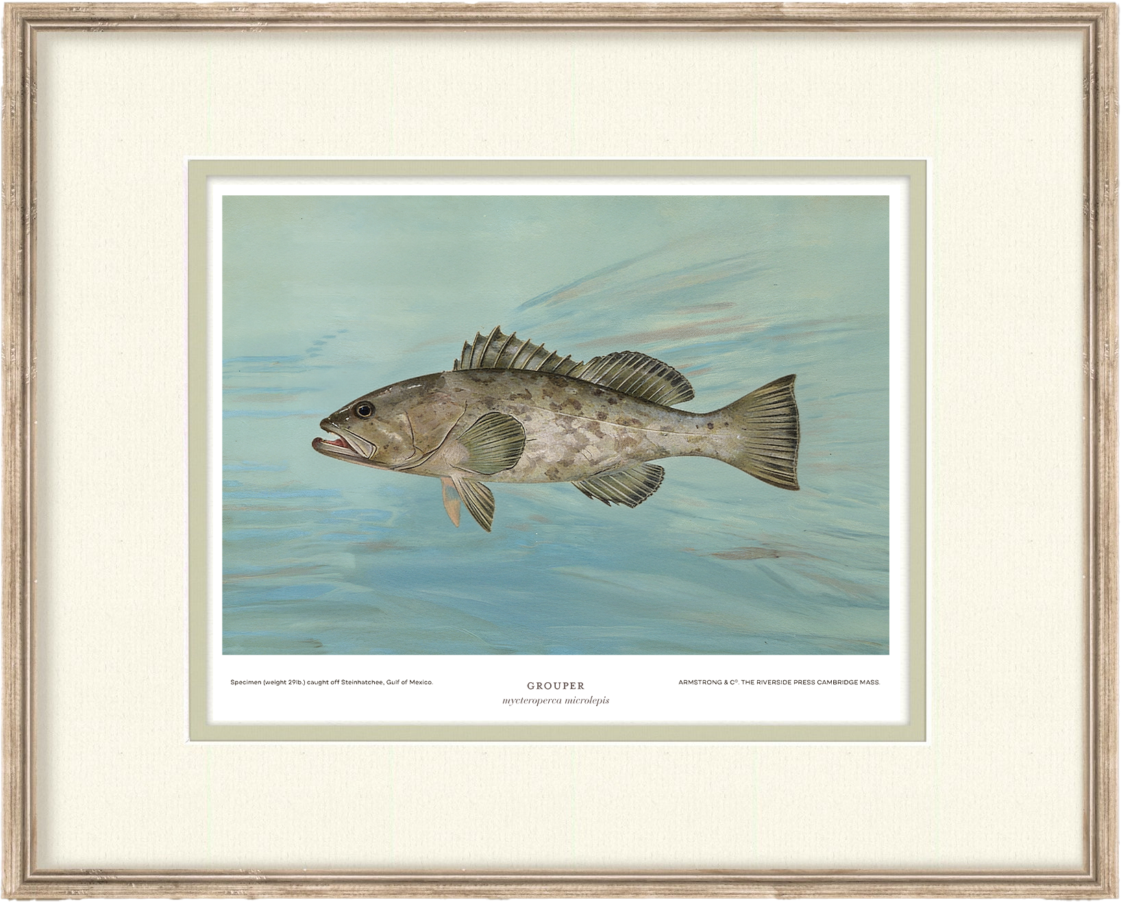 Saltwater Fish Illustrations - Grouper — view 2