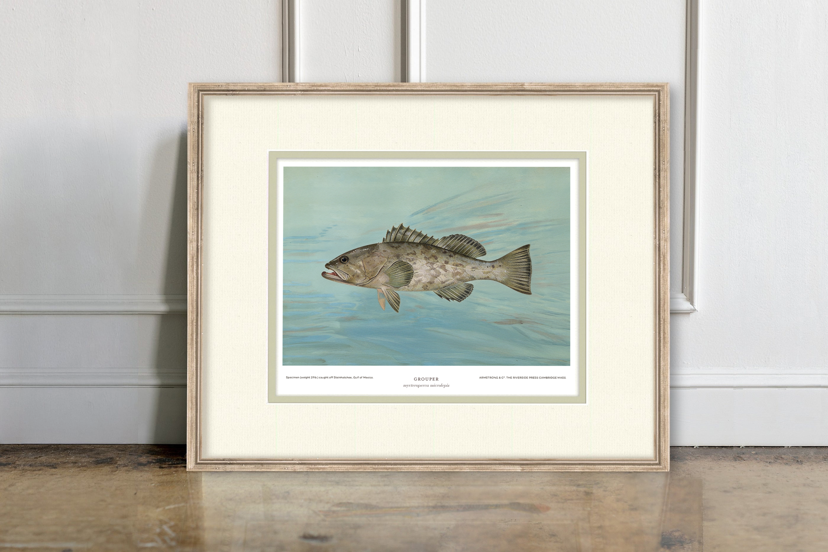 Saltwater Fish Illustrations - Grouper