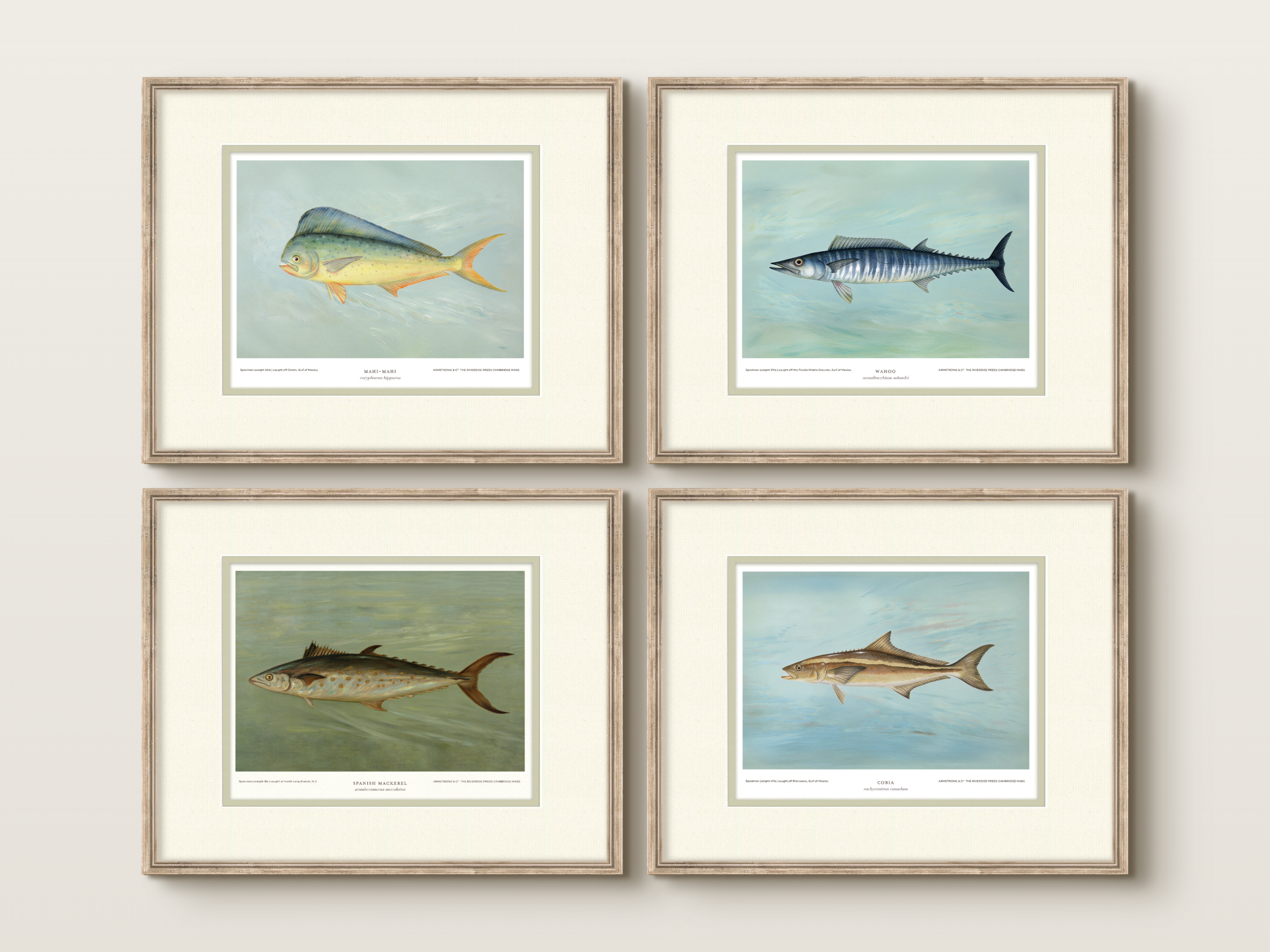 Saltwater Fish Illustrations - Mahi Mahi — view 8