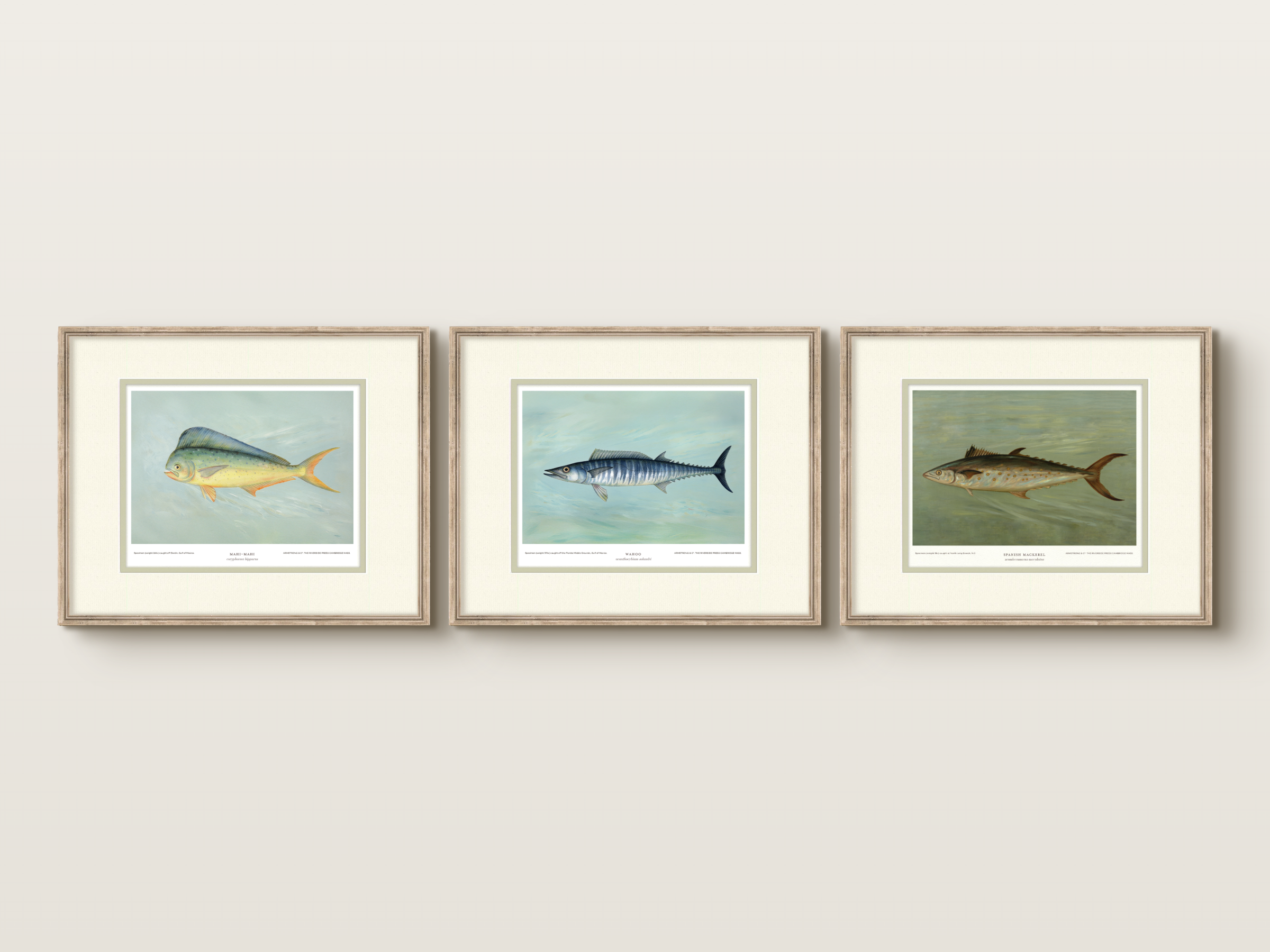 Saltwater Fish Illustrations - Mahi Mahi — view 5