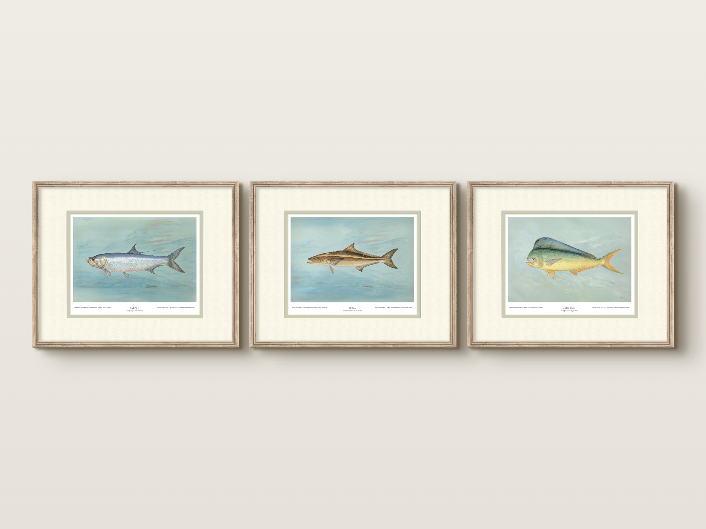 Saltwater Fish Illustrations - Mahi Mahi — view 7