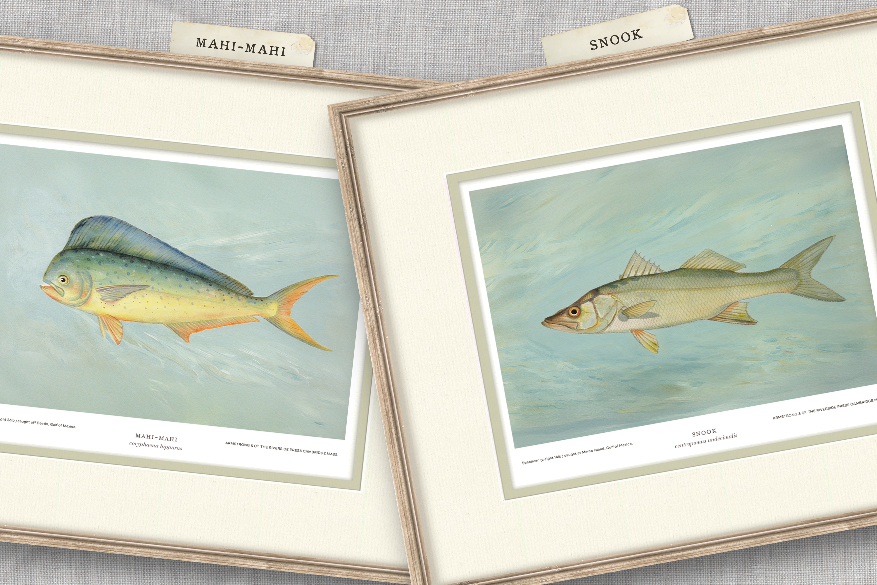 Saltwater Fish Illustrations - Mahi Mahi — view 3